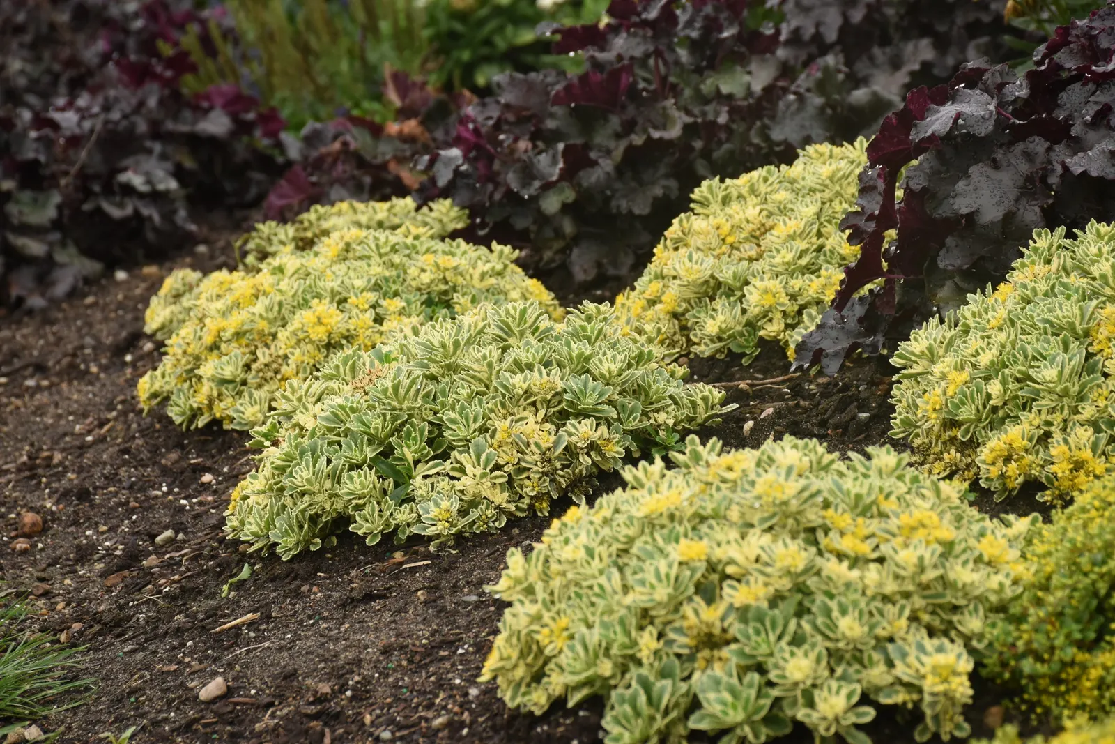 'Boogie Woogie' Stonecrop (Sedum hybrid) — and expect rabbit resistance