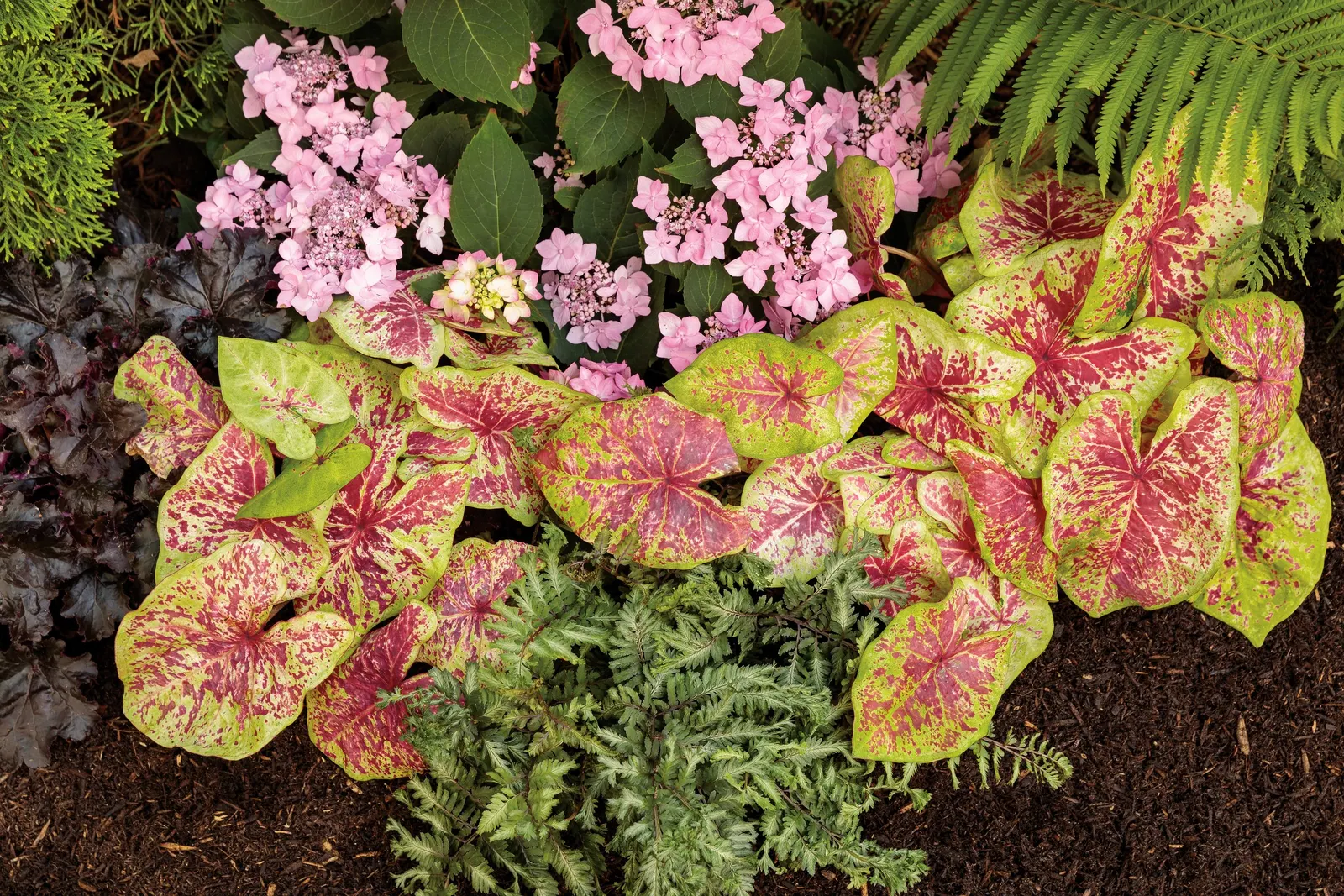 Tuff Stuff Ah-Ha® Reblooming Mountain Hydrangea (Hydrangea serrata) — is a compact deciduous shrub with an unusually generous floral presence for its size