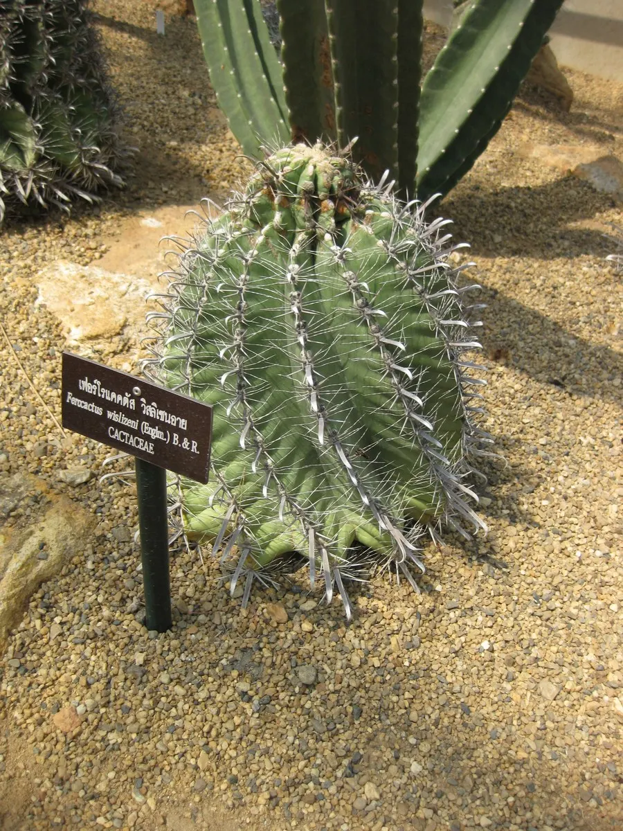 Compass Barrel Cactus (Ferocactus Cylindraceus) — a unique characteristic that aids in sun exposure and heat dissipation; plant in full sun and, image 64