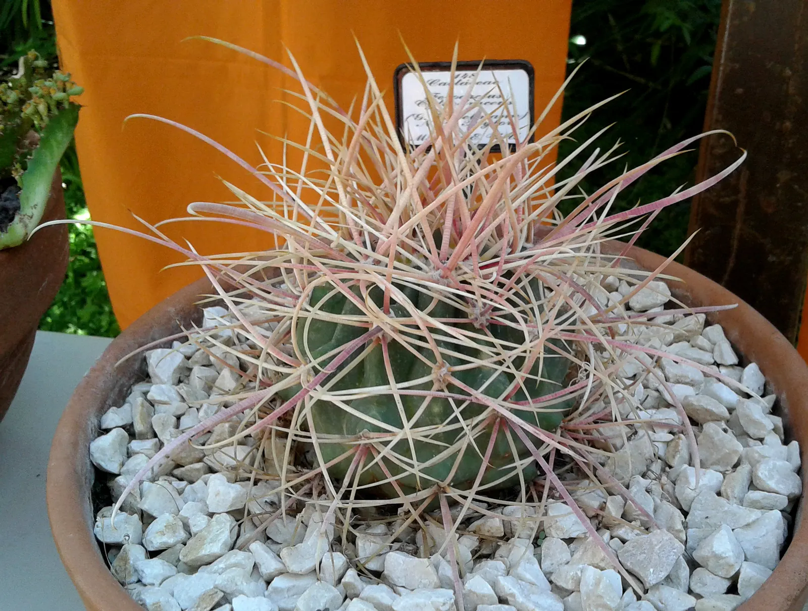 Compass Barrel Cactus (Ferocactus Cylindraceus) — which are particularly attractive to pollinators; orange and yellow flowers in the garden, image 118