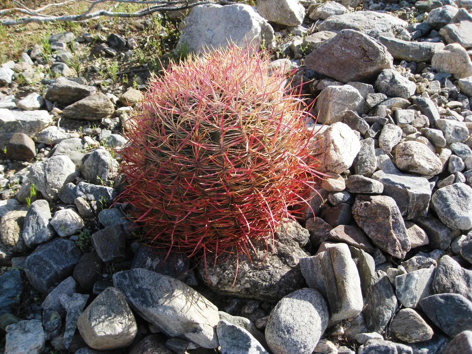 Compass Barrel Cactus (Ferocactus Cylindraceus) — cactus for deep shade or full; allowing for a striking garden feature with ease, image 125