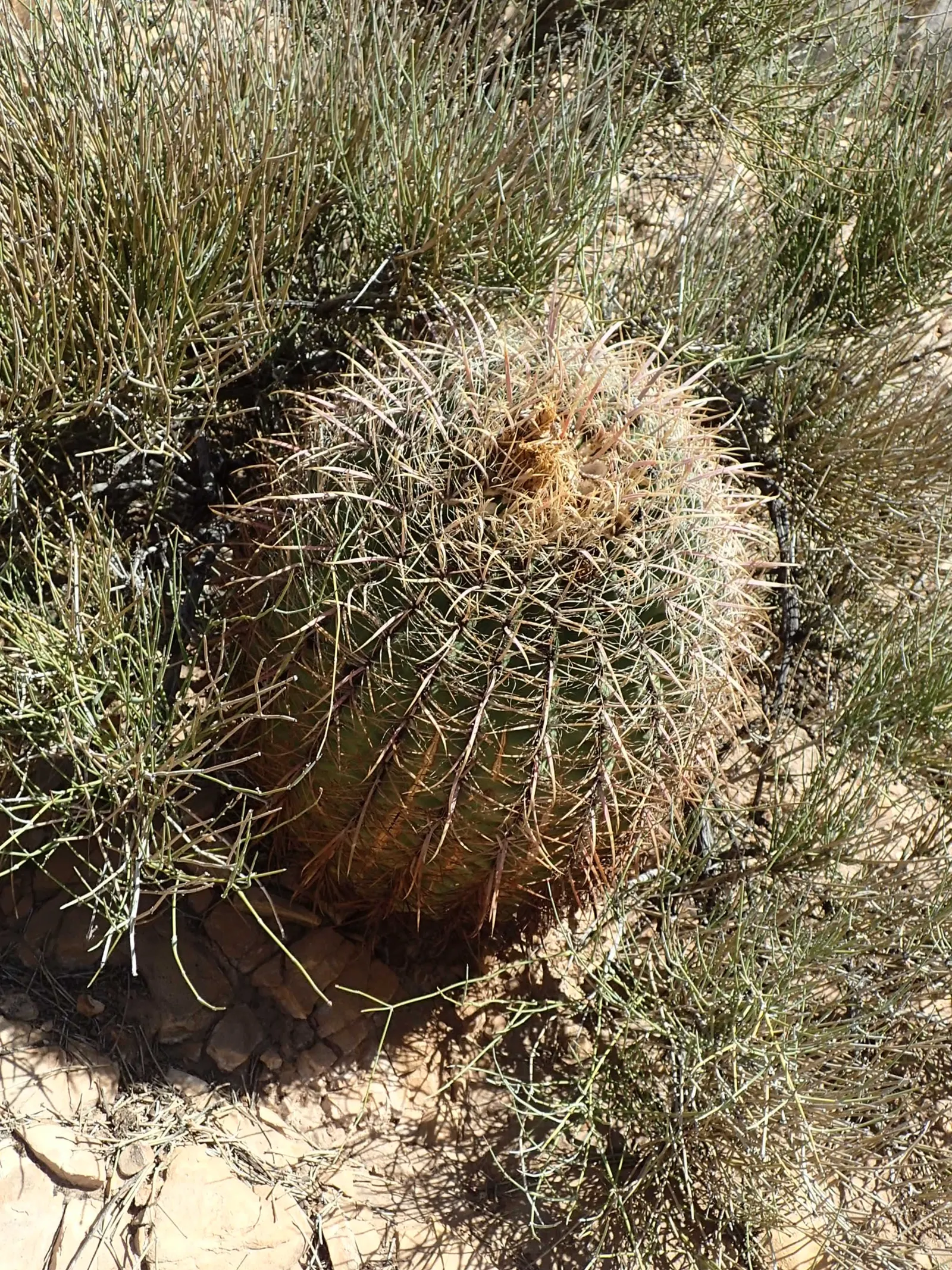 Compass Barrel Cactus (Ferocactus Cylindraceus) — commonly known as the Compass Barrel Cactus; is a striking and sculptural element suitable for, image 109