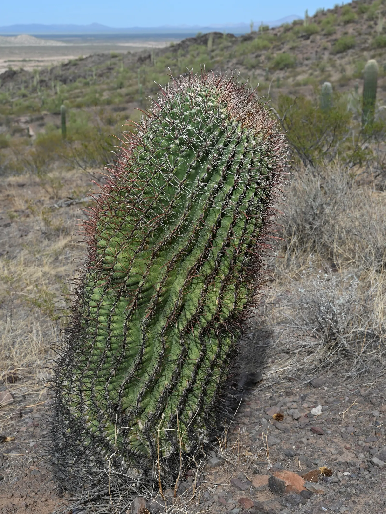 Compass Barrel Cactus (Ferocactus Cylindraceus) — orange and yellow flowers in the garden; adds vertical interest and dramatic texture to arid landscapes