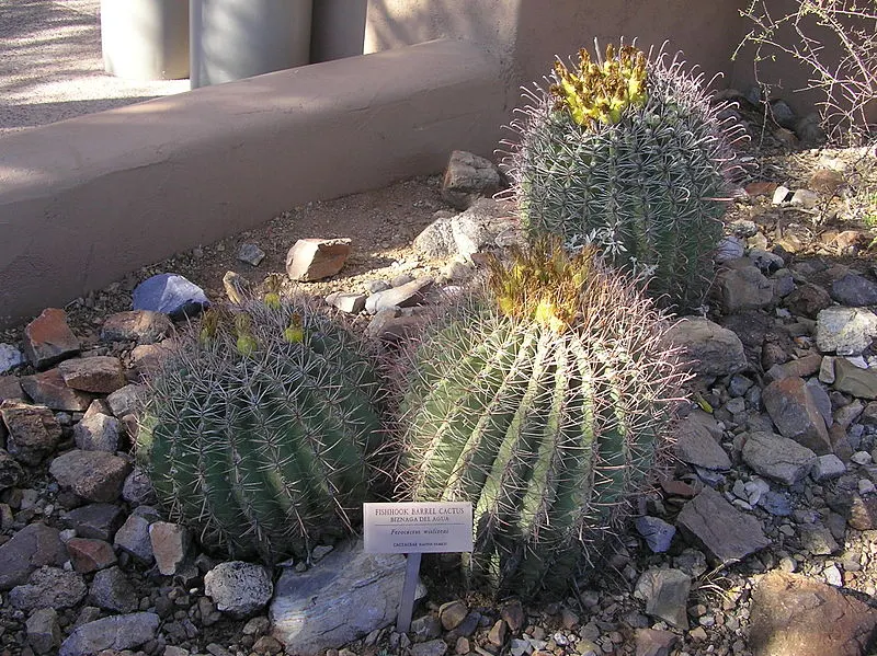 Compass Barrel Cactus (Ferocactus Cylindraceus) — Minimal water needs once established, making it a low-maintenance choice for xeriscaping; its, image 57