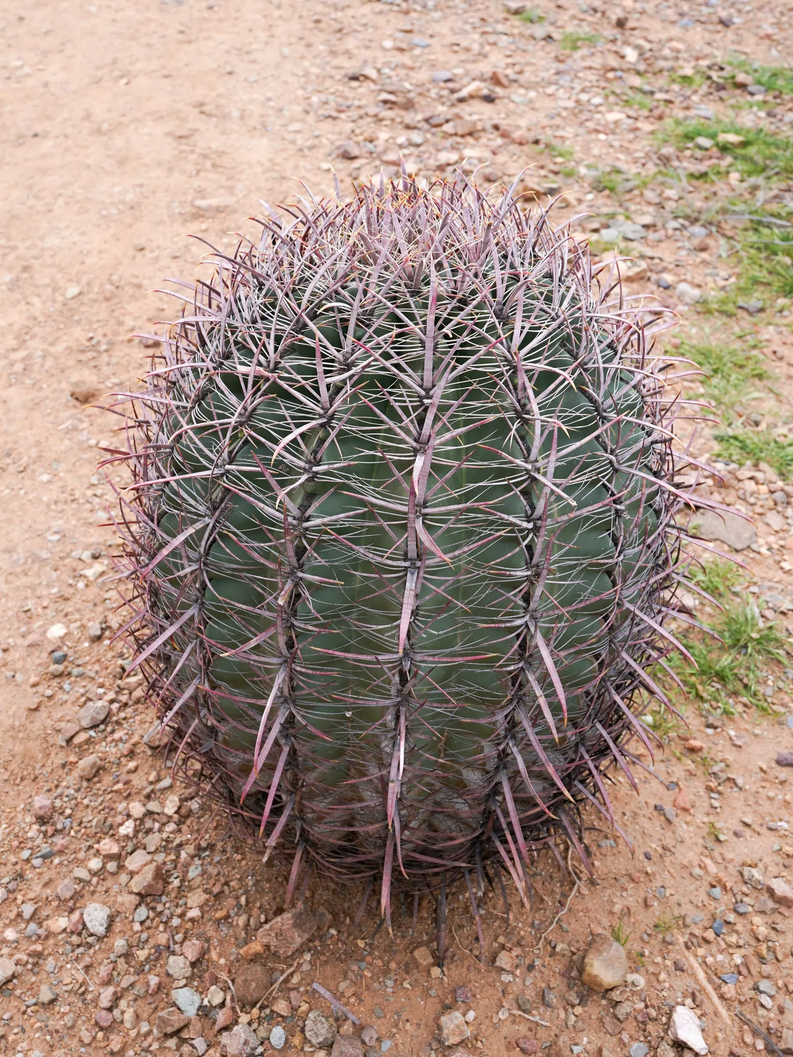 Compass Barrel Cactus (Ferocactus Cylindraceus) — the Compass Barrel Cactus is named for its tendency to lean southward in hotter climates, image 138