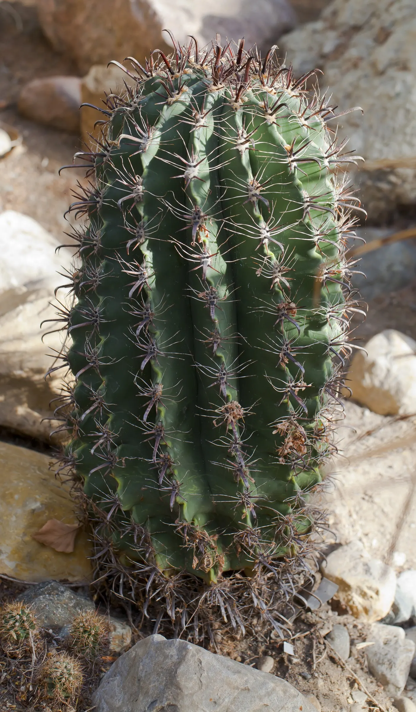 Compass Barrel Cactus (Ferocactus Cylindraceus) — spiny surface.<br><br>Growing at a moderate pace to heights of 6 to 10 feet; cactus with orange and yellow
