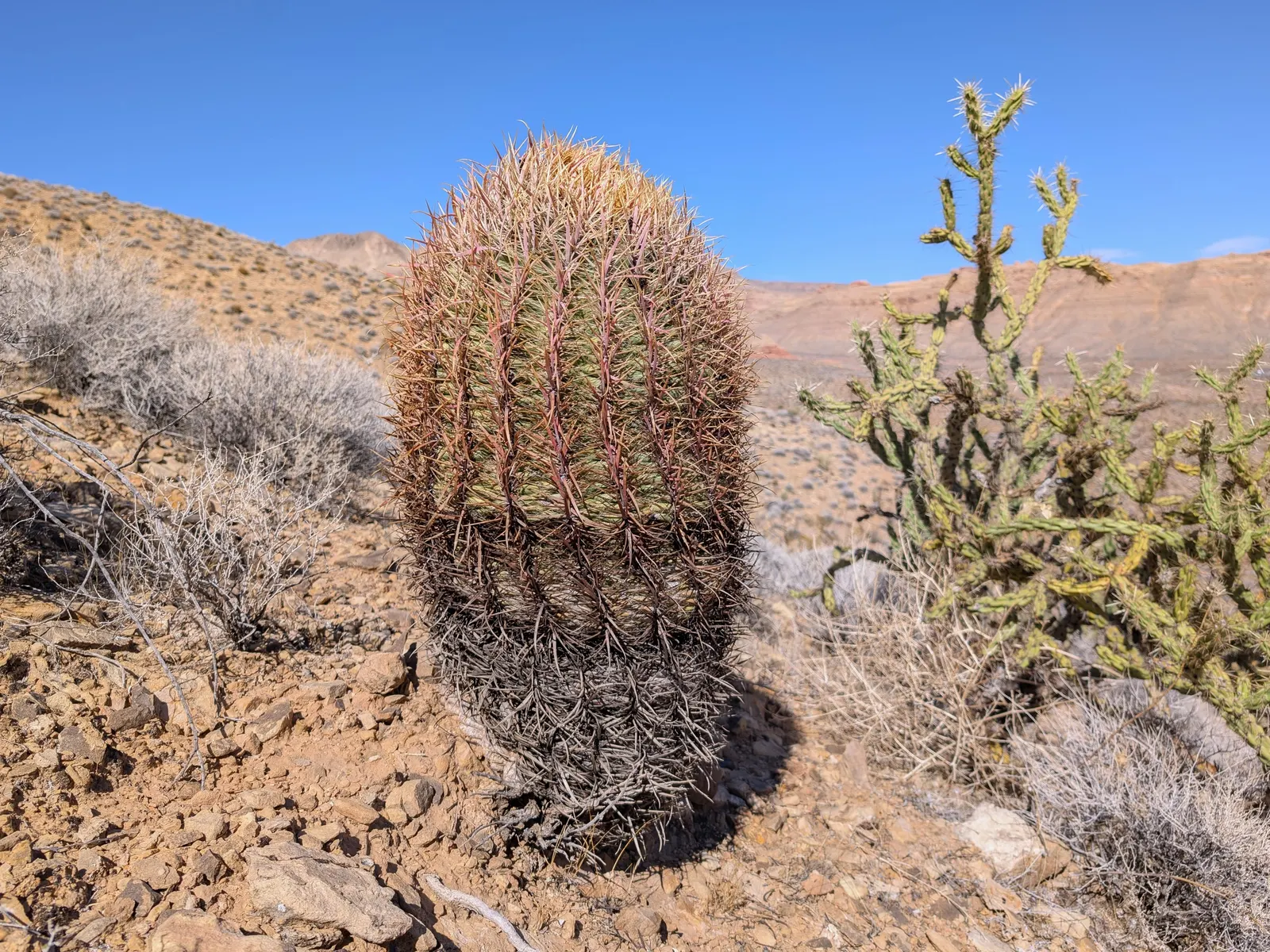 Compass Barrel Cactus (Ferocactus Cylindraceus) — Adds vertical interest and dramatic texture to arid landscapes; it's known for its cylindrical, image 108