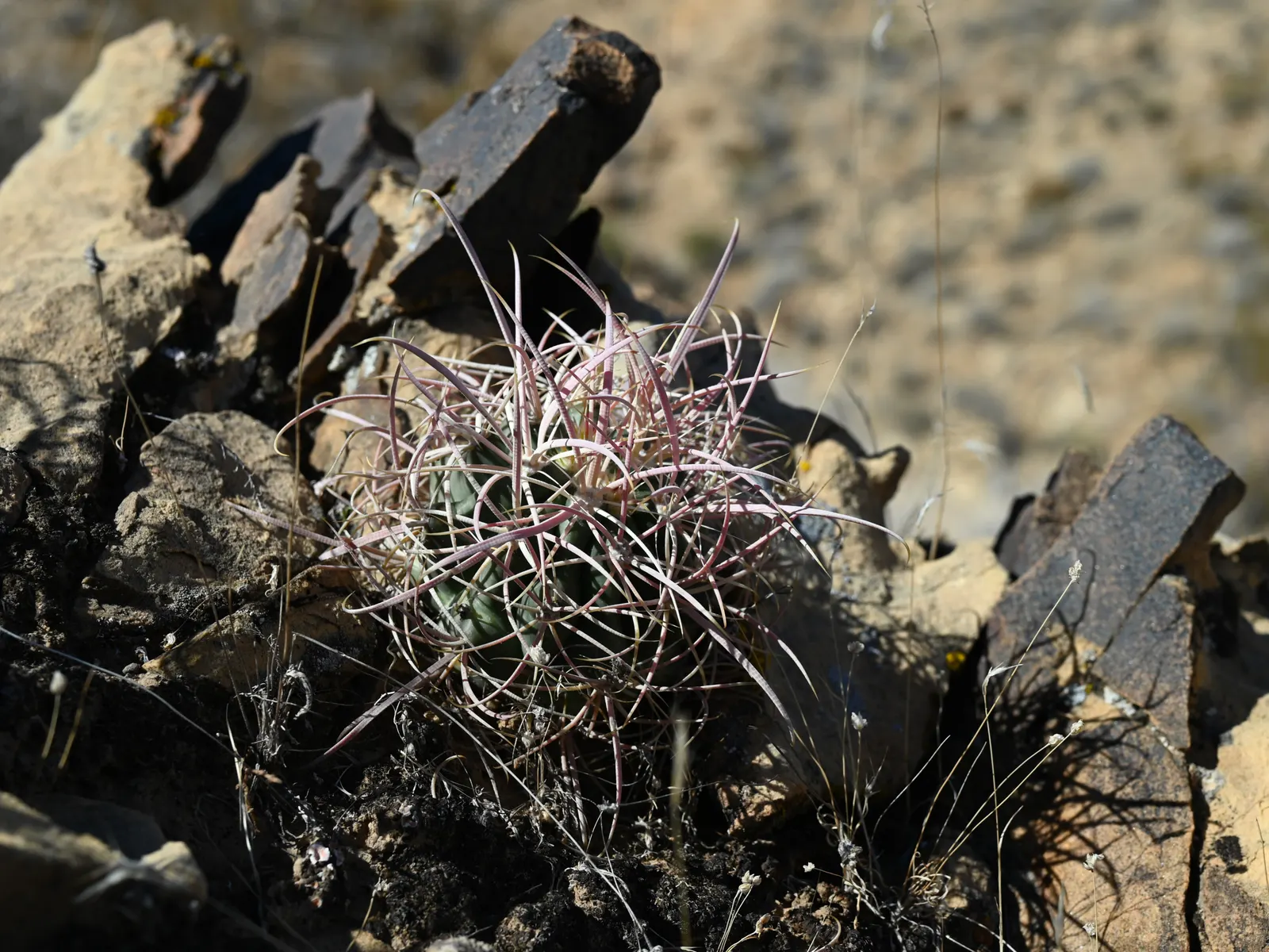 Compass Barrel Cactus (Ferocactus Cylindraceus) — the Compass Barrel Cactus is named for its tendency to lean southward in hotter climates, image 113