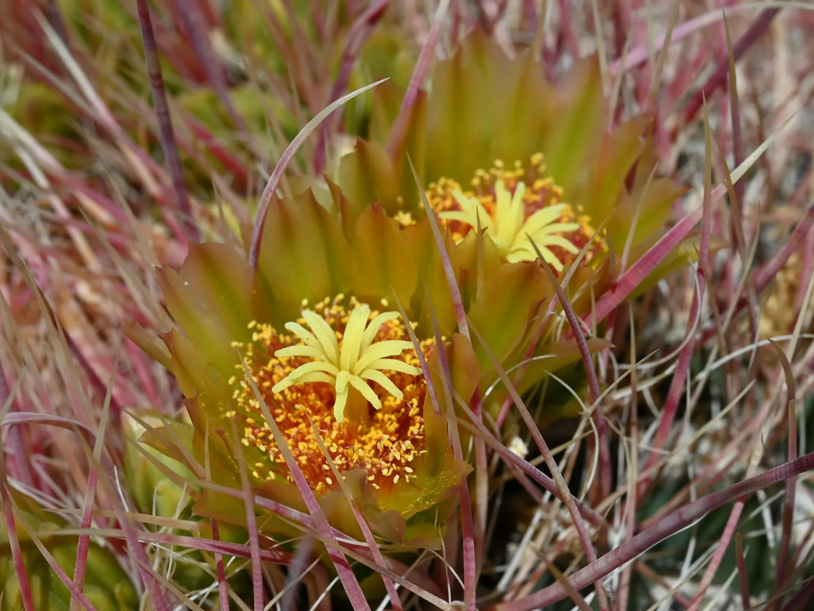 Compass Barrel Cactus (Ferocactus Cylindraceus) — a unique characteristic that aids in sun exposure and heat dissipation; plant in full sun and, image 114