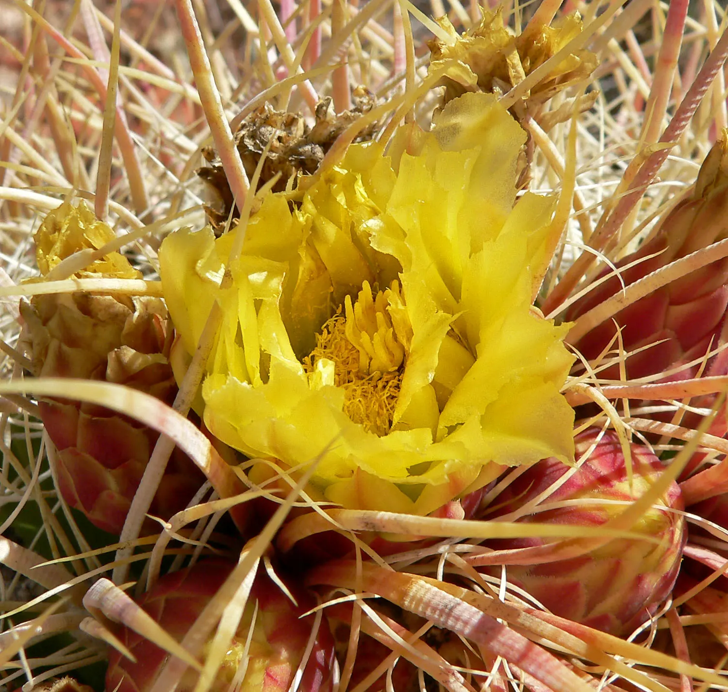 Compass Barrel Cactus (Ferocactus Cylindraceus) — commonly known as the Compass Barrel Cactus; is a striking and sculptural element suitable for, image 134