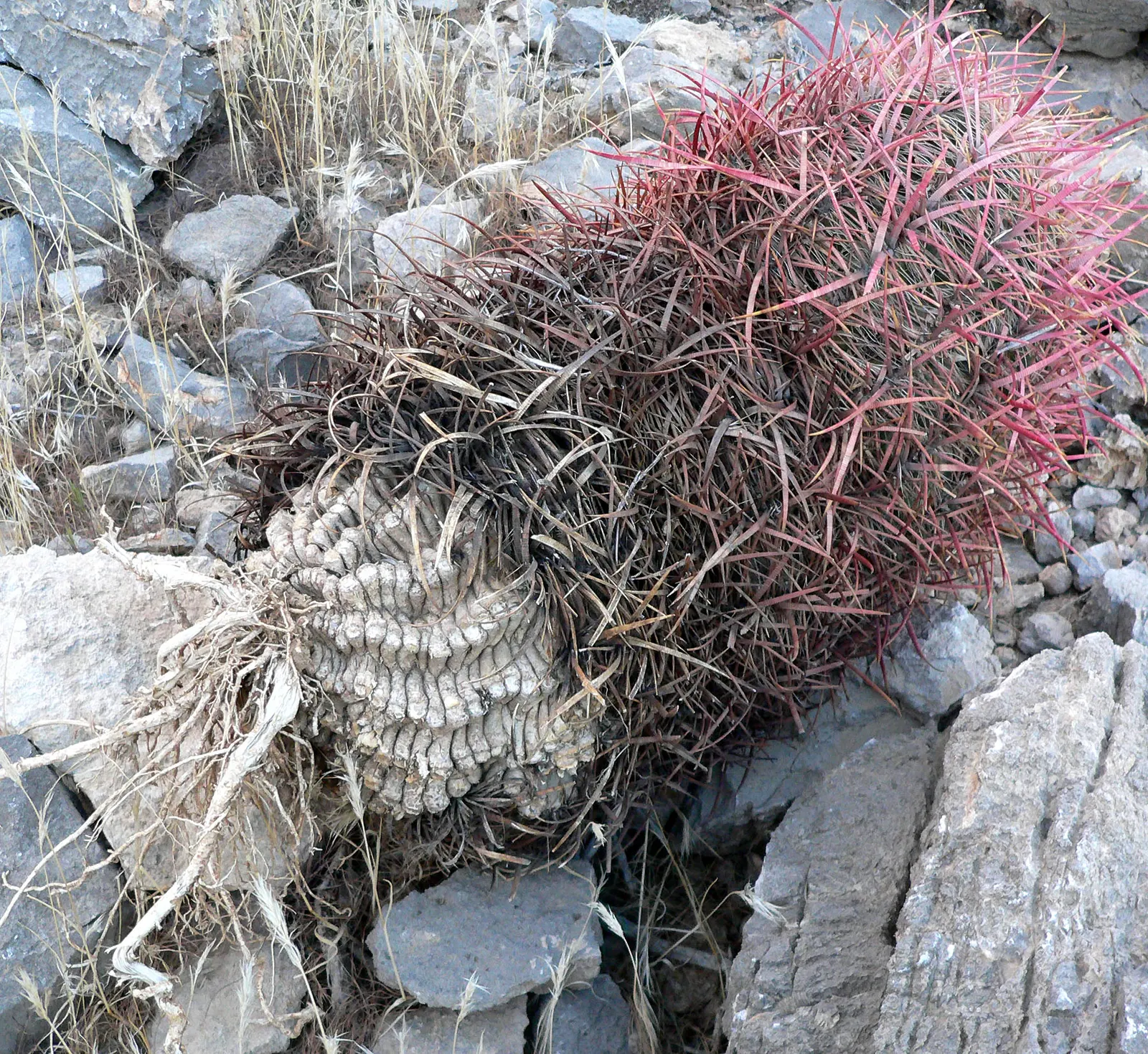 Compass Barrel Cactus (Ferocactus Cylindraceus) — spiny surface.<br><br>Growing at a moderate pace to heights of 6 to 10 feet; cactus with orange, image 111