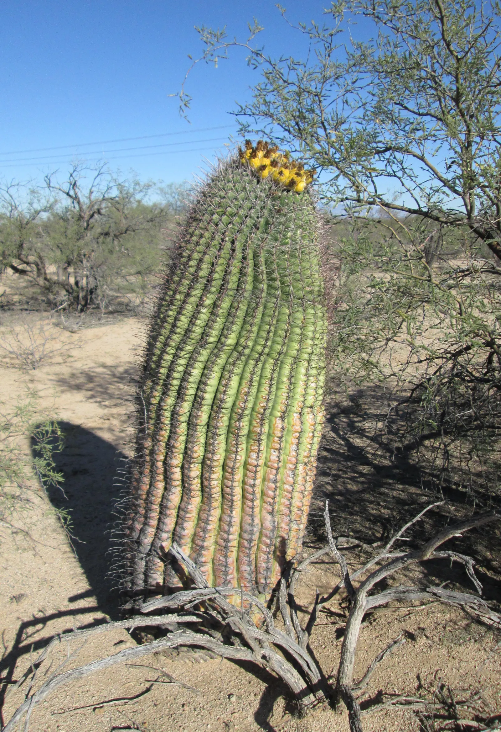 Compass Barrel Cactus (Ferocactus Cylindraceus) — It's known for its cylindrical shape; which are particularly attractive to pollinators, image 53