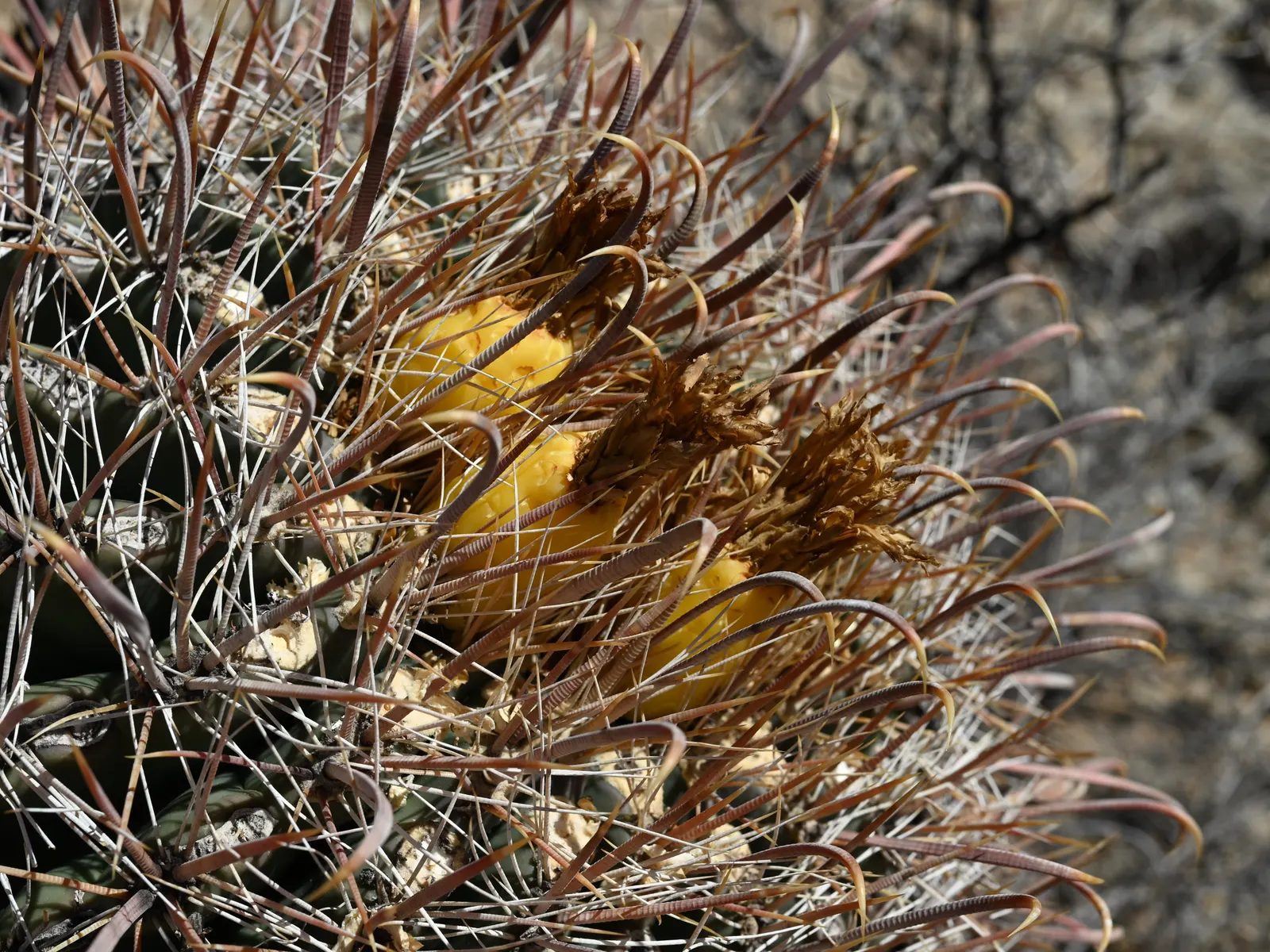 Compass Barrel Cactus (Ferocactus Cylindraceus) — providing a dramatic texture and deterring wildlife.<br><br>Spring and summer usher in its, image 41
