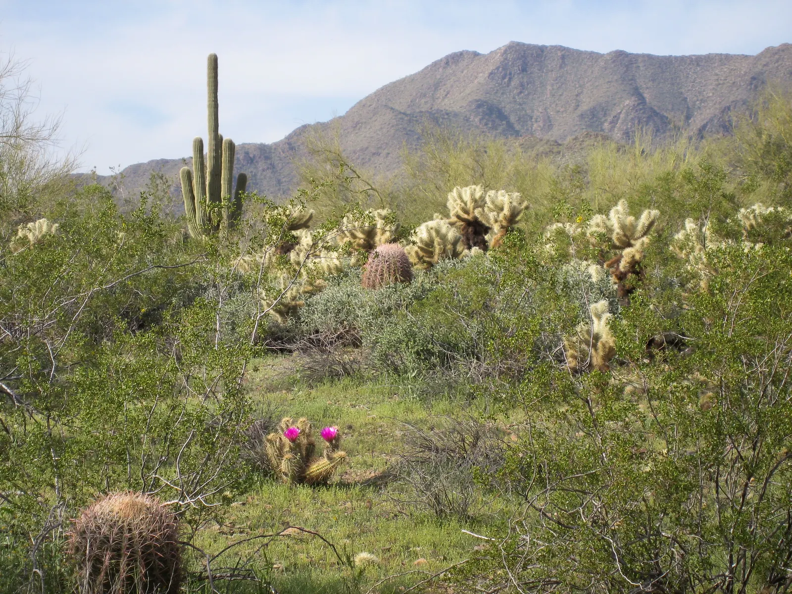 Compass Barrel Cactus (Ferocactus Cylindraceus) — commonly known as the Compass Barrel Cactus; is a striking and sculptural element suitable for, image 59