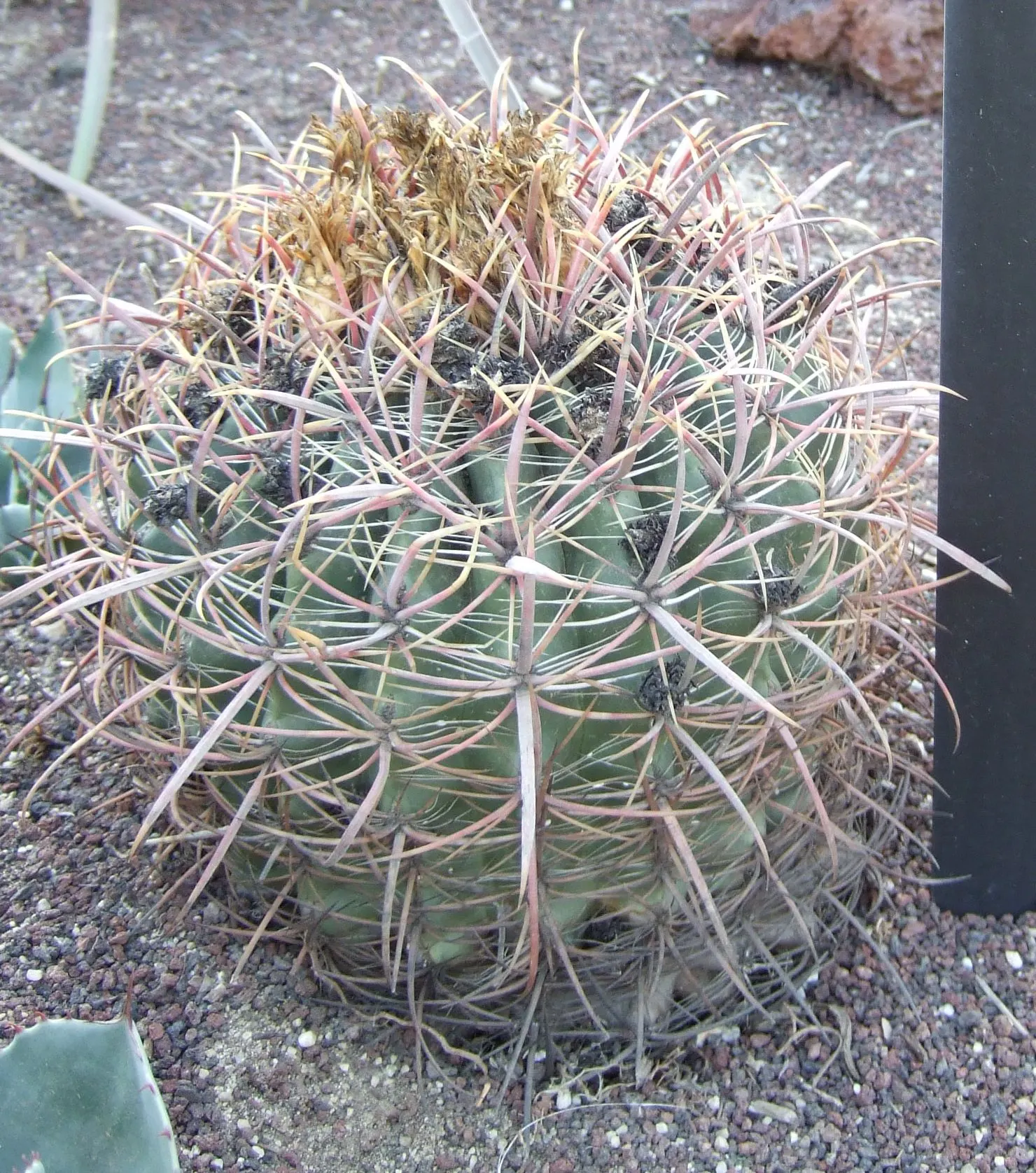 Compass Barrel Cactus (Ferocactus Cylindraceus) — which are particularly attractive to pollinators; orange and yellow flowers in the garden, image 68