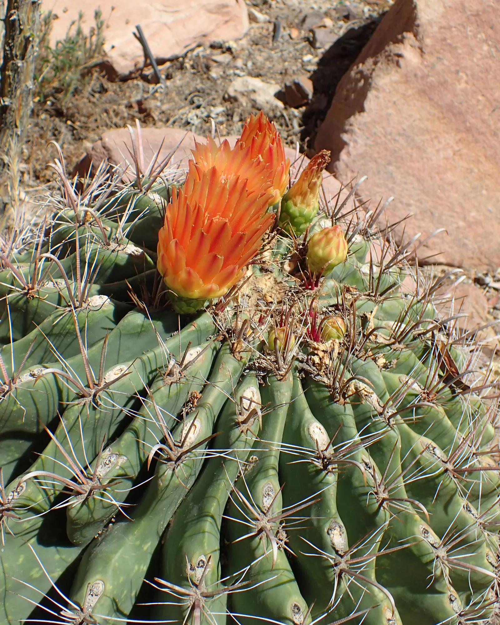 Compass Barrel Cactus (Ferocactus Cylindraceus) — plant in full sun and well-draining soil with minimal water requirements; with a diameter of 18 to 30 inches