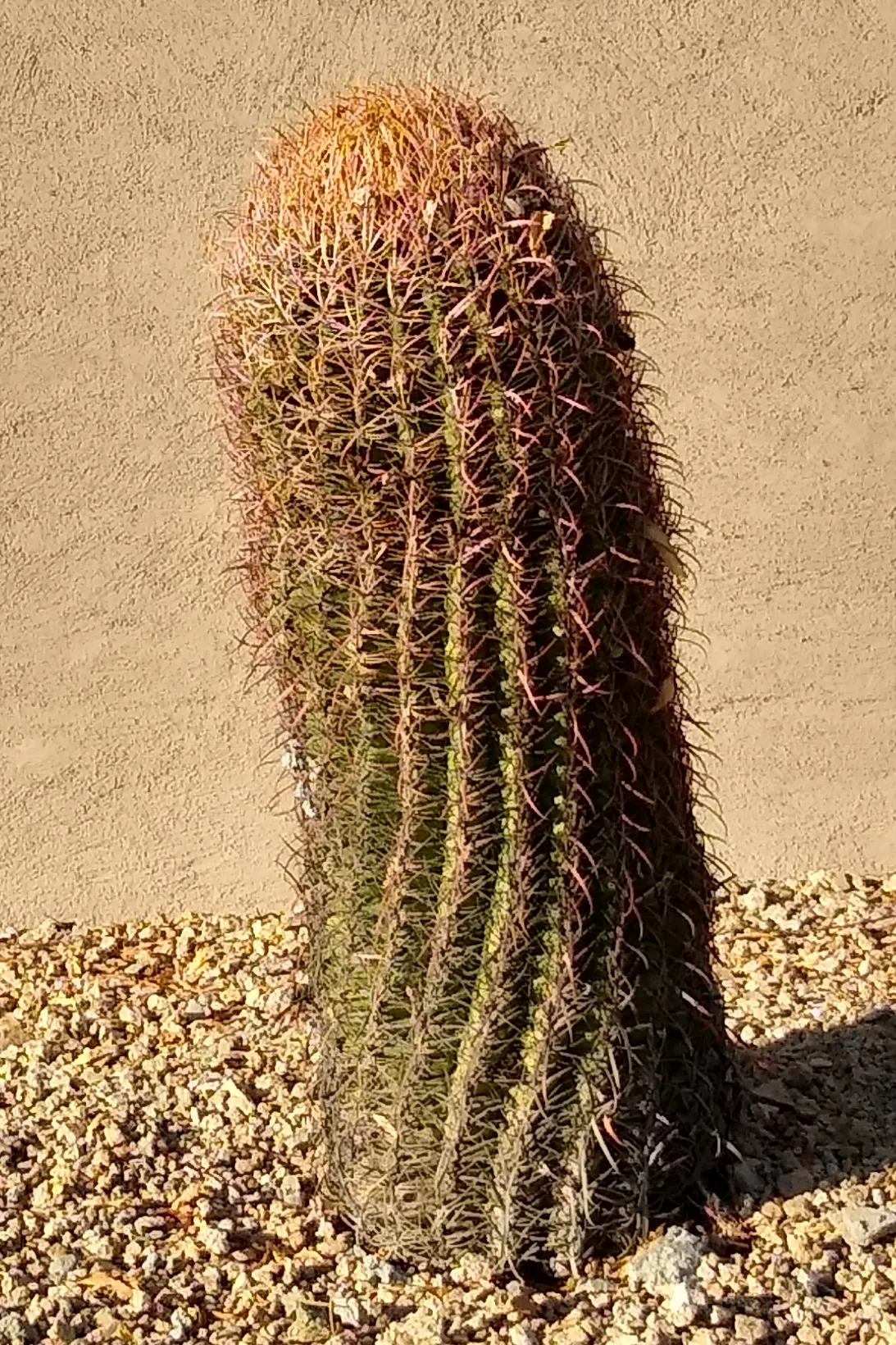 Compass Barrel Cactus (Ferocactus Cylindraceus) — Requires full sun and well-draining soil; a unique characteristic that aids in sun exposure and, image 106