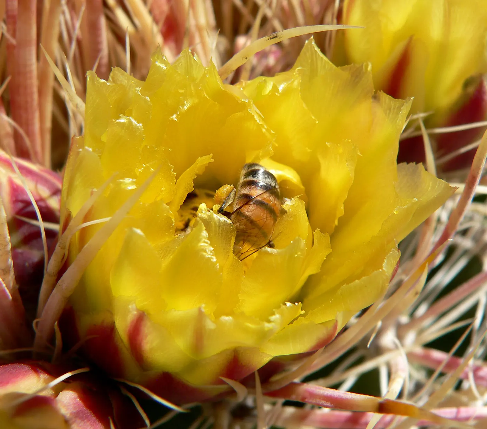Compass Barrel Cactus (Ferocactus Cylindraceus) — is a striking and sculptural element suitable for xeriscaped and drought-tolerant landscapes, image 135