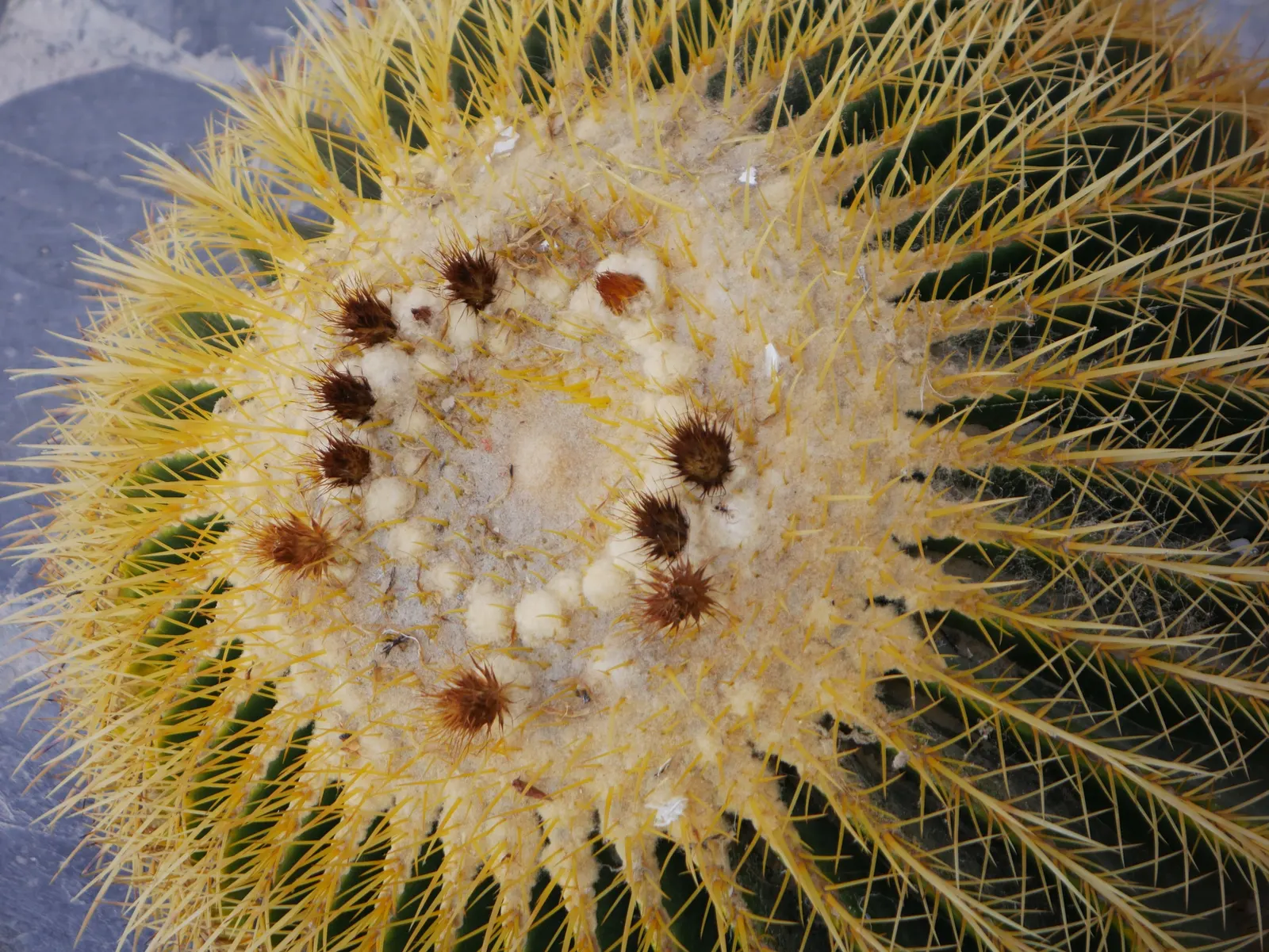 Compass Barrel Cactus (Ferocactus Cylindraceus) — providing a dramatic texture and deterring wildlife.<br><br>Spring and summer usher in its, image 66