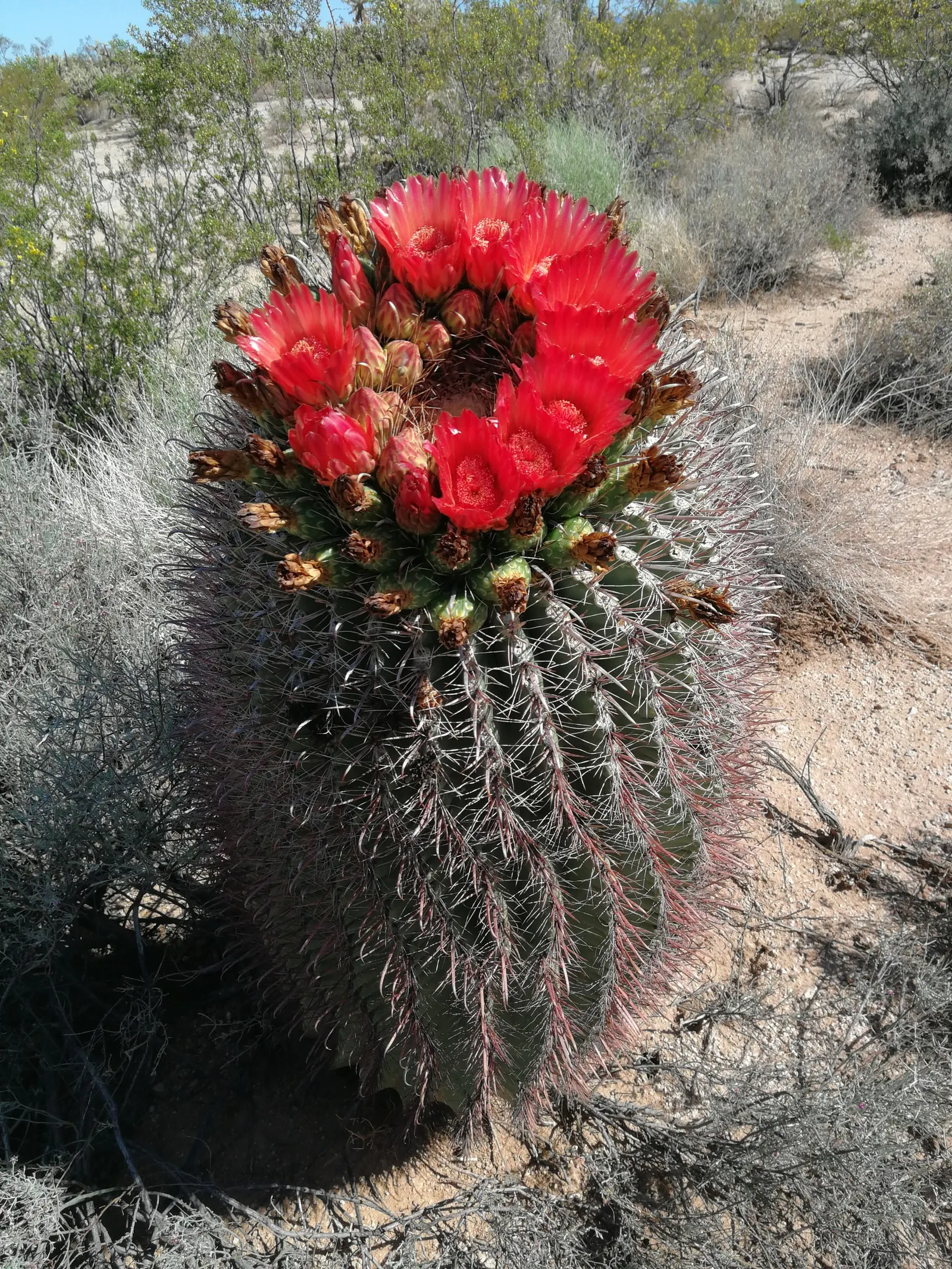 Compass Barrel Cactus (Ferocactus Cylindraceus) — is a striking and sculptural element suitable for xeriscaped and drought-tolerant landscapes, image 60