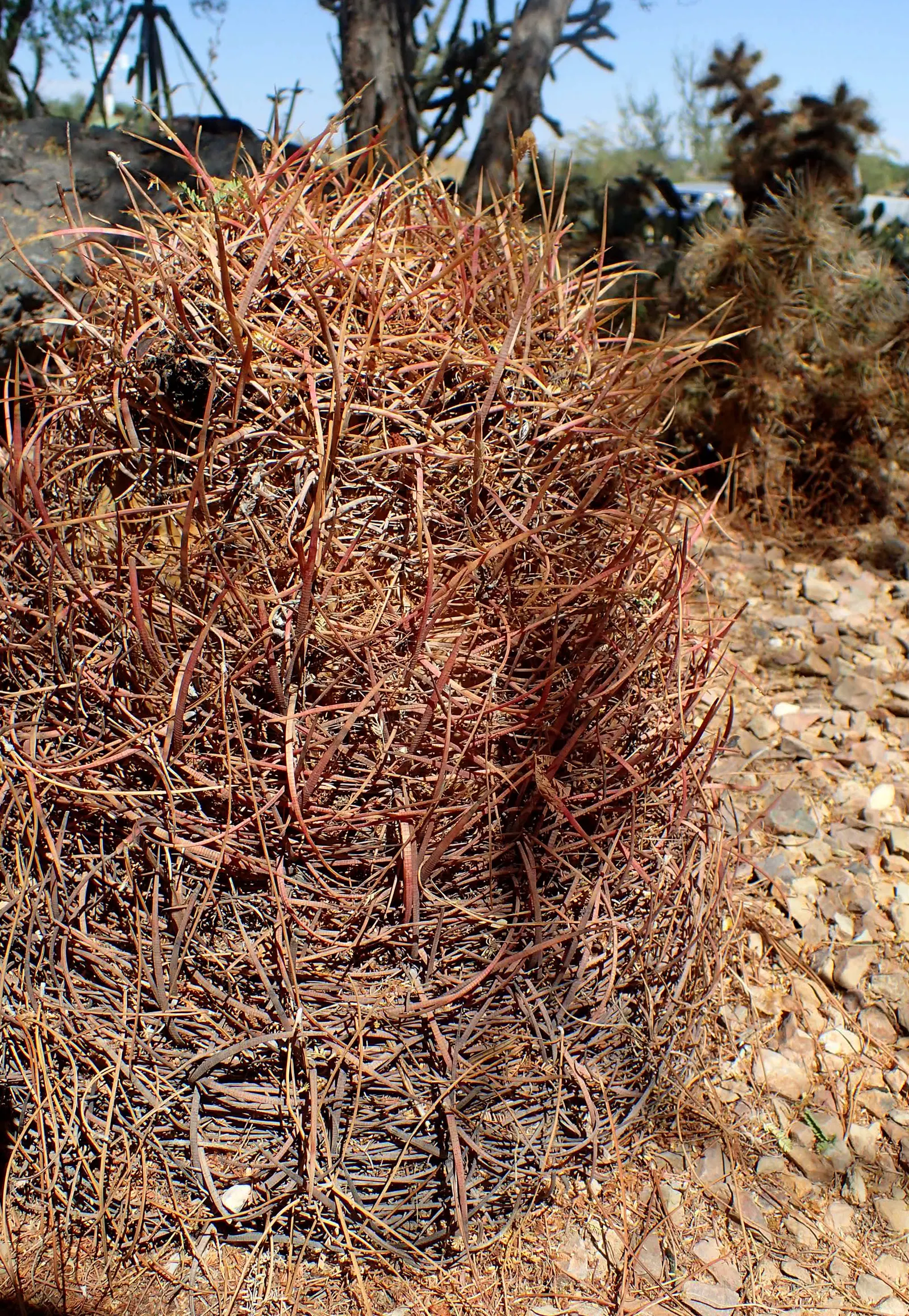 Compass Barrel Cactus (Ferocactus Cylindraceus) — These blossoms potentially give way to yellow fruits; and showy yellow flowers emerging late, image 119