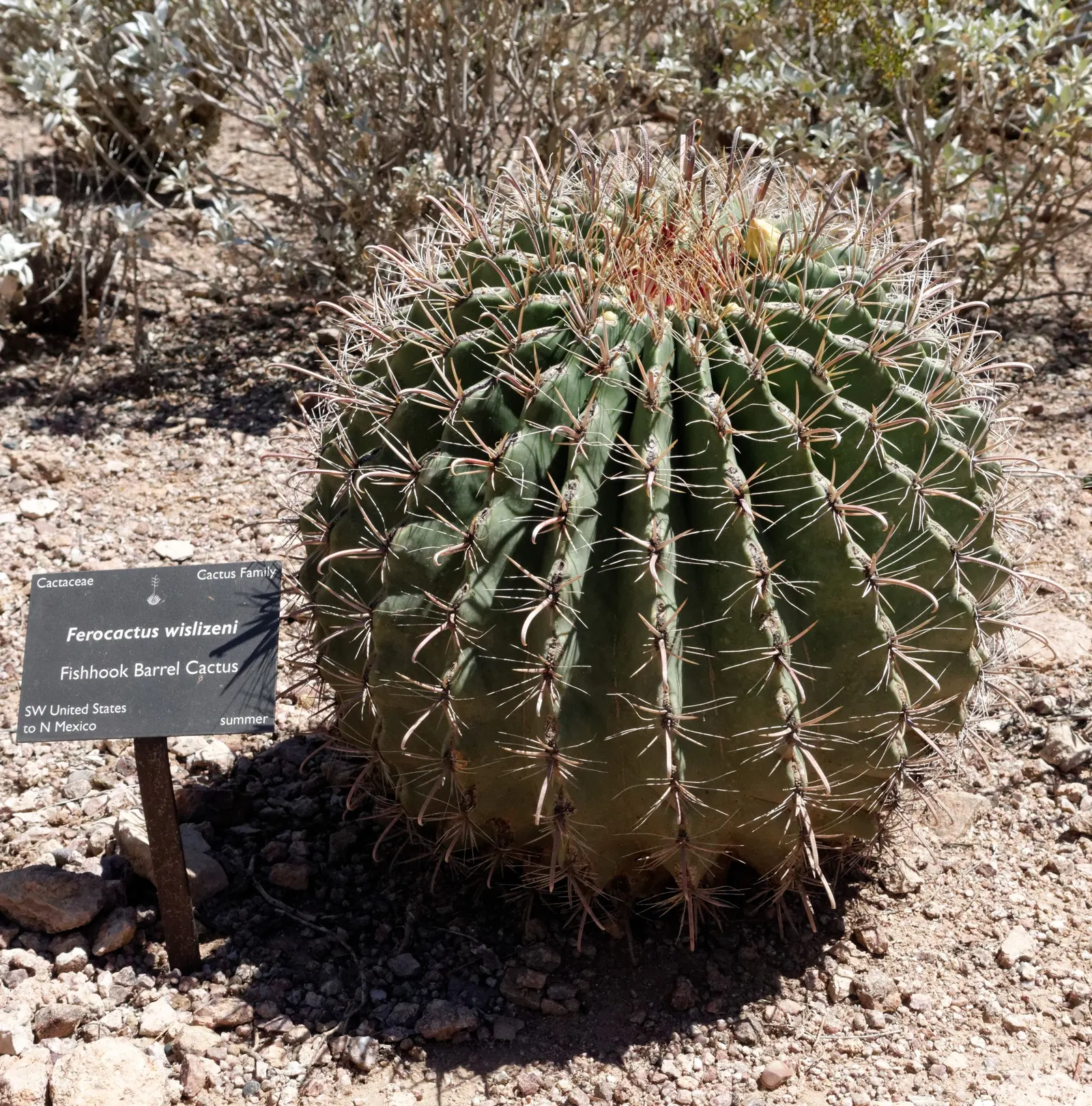 Compass Barrel Cactus (Ferocactus Cylindraceus) — spiny surface.<br><br>Growing at a moderate pace to heights of 6 to 10 feet; cactus with orange, image 61