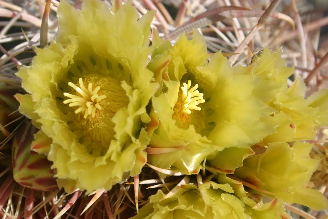 Compass Barrel Cactus (Ferocactus Cylindraceus) — Minimal water needs once established, making it a low-maintenance choice for xeriscaping; its, image 132