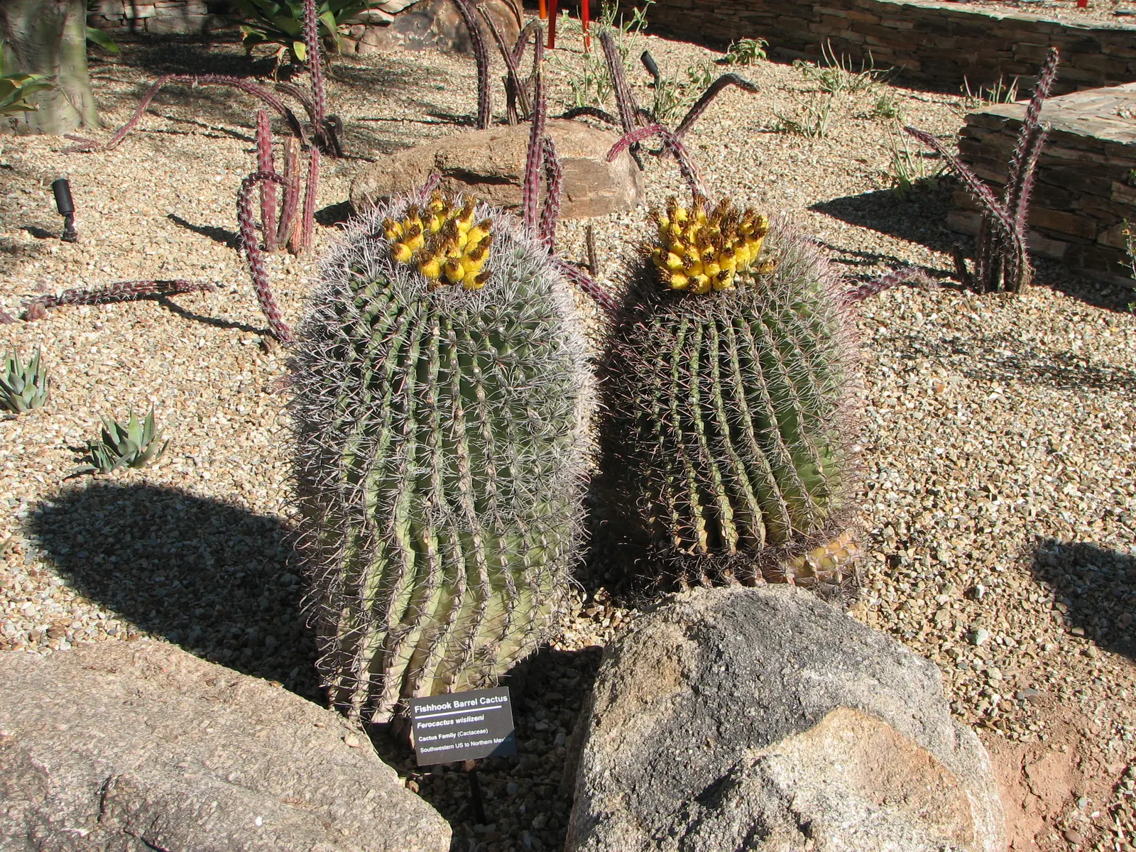 Compass Barrel Cactus (Ferocactus Cylindraceus) — Adds vertical interest and dramatic texture to arid landscapes; it's known for its cylindrical, image 58