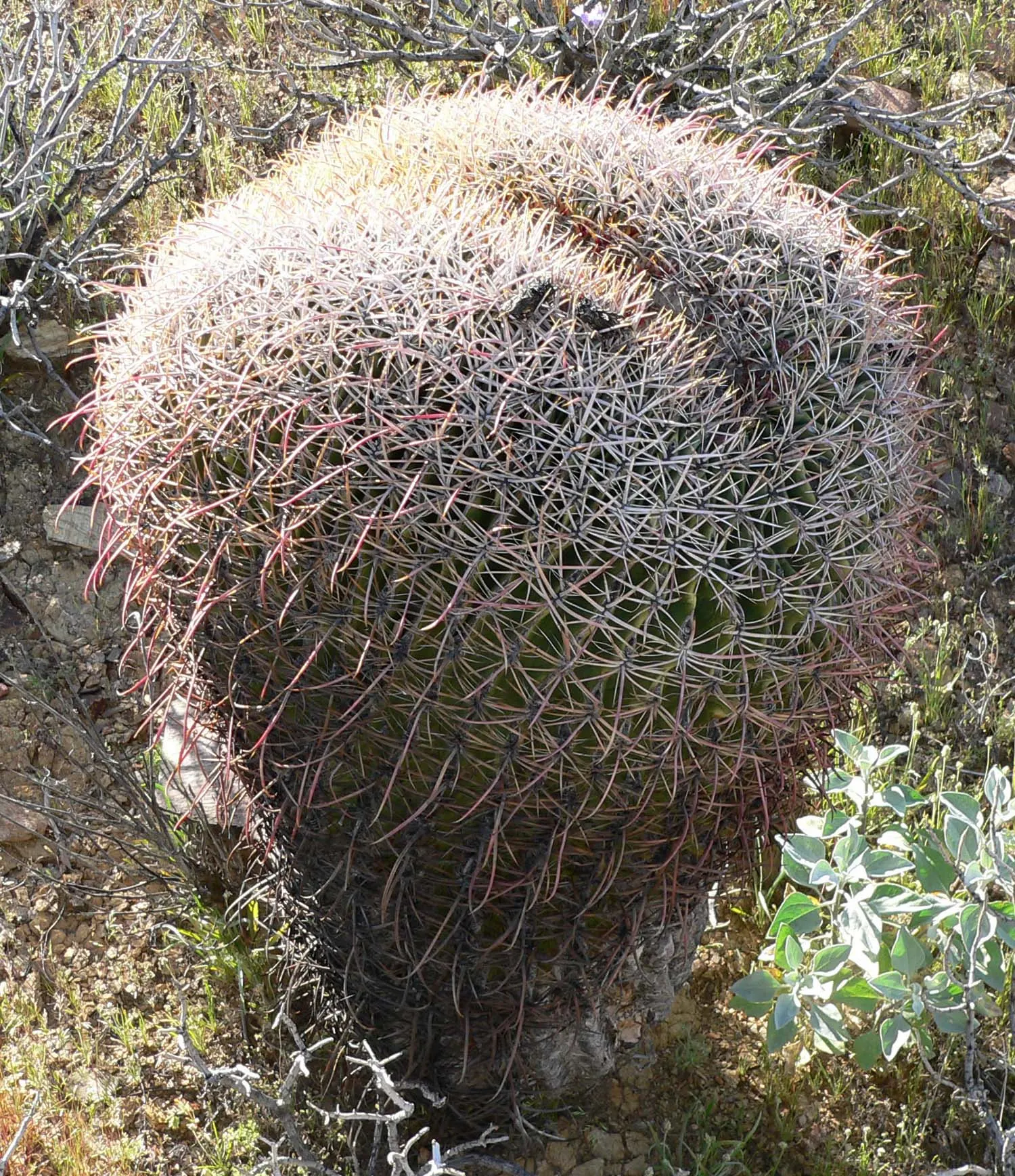 Compass Barrel Cactus (Ferocactus Cylindraceus) — cactus with orange and yellow blooms; the plant features 13 to 21 ribs adorned with heavy spines, image 124