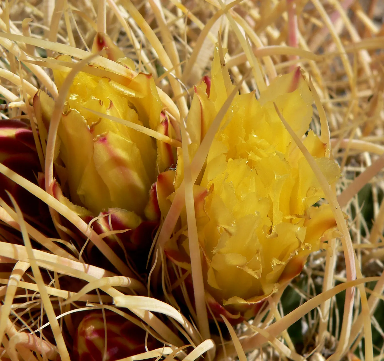 Compass Barrel Cactus (Ferocactus Cylindraceus) — The Compass Barrel Cactus (Ferocactus cylindraceus) is a striking desert native; vibrant yellow, image 126