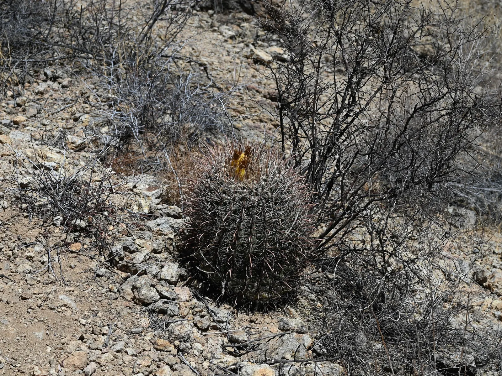 Compass Barrel Cactus (Ferocactus Cylindraceus) — with the cactus showcasing yellow to orange-red flowers near the crown; providing a dramatic texture and