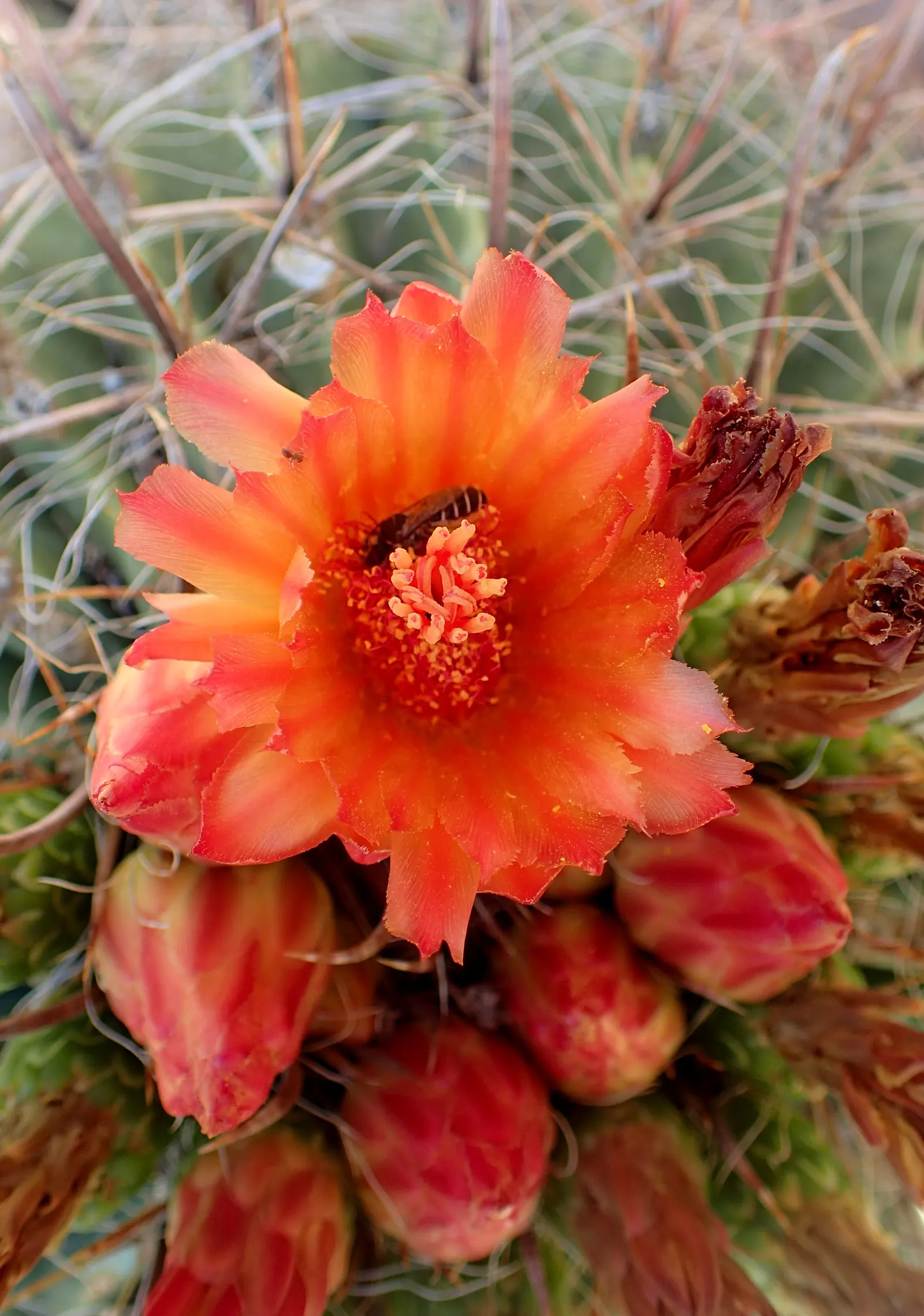 Compass Barrel Cactus (Ferocactus Cylindraceus) — allowing for a striking garden feature with ease; the Compass Barrel Cactus (Ferocactus cylindraceus) is a
