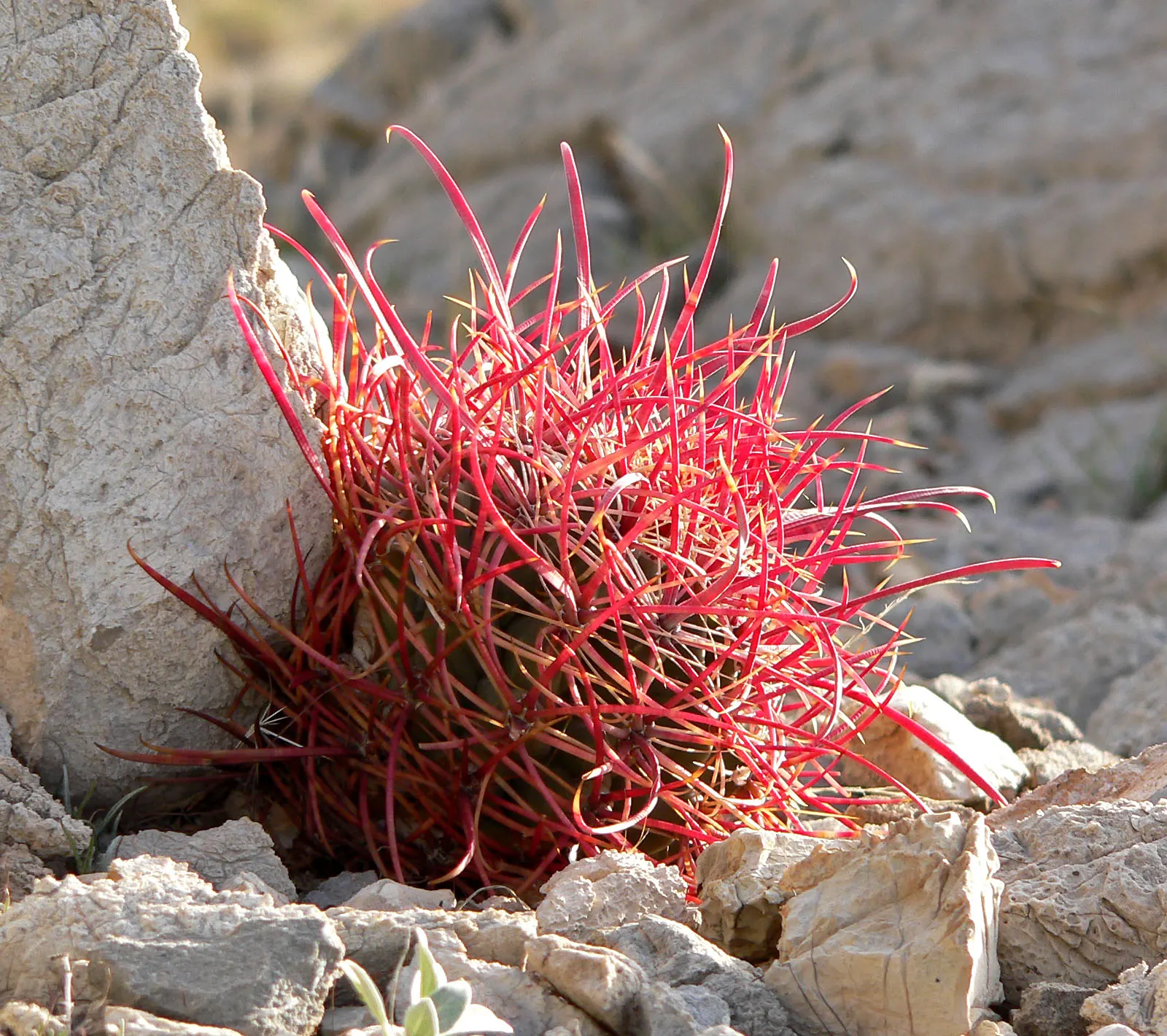 Compass Barrel Cactus (Ferocactus Cylindraceus) — Requires full sun and well-draining soil; a unique characteristic that aids in sun exposure and, image 131