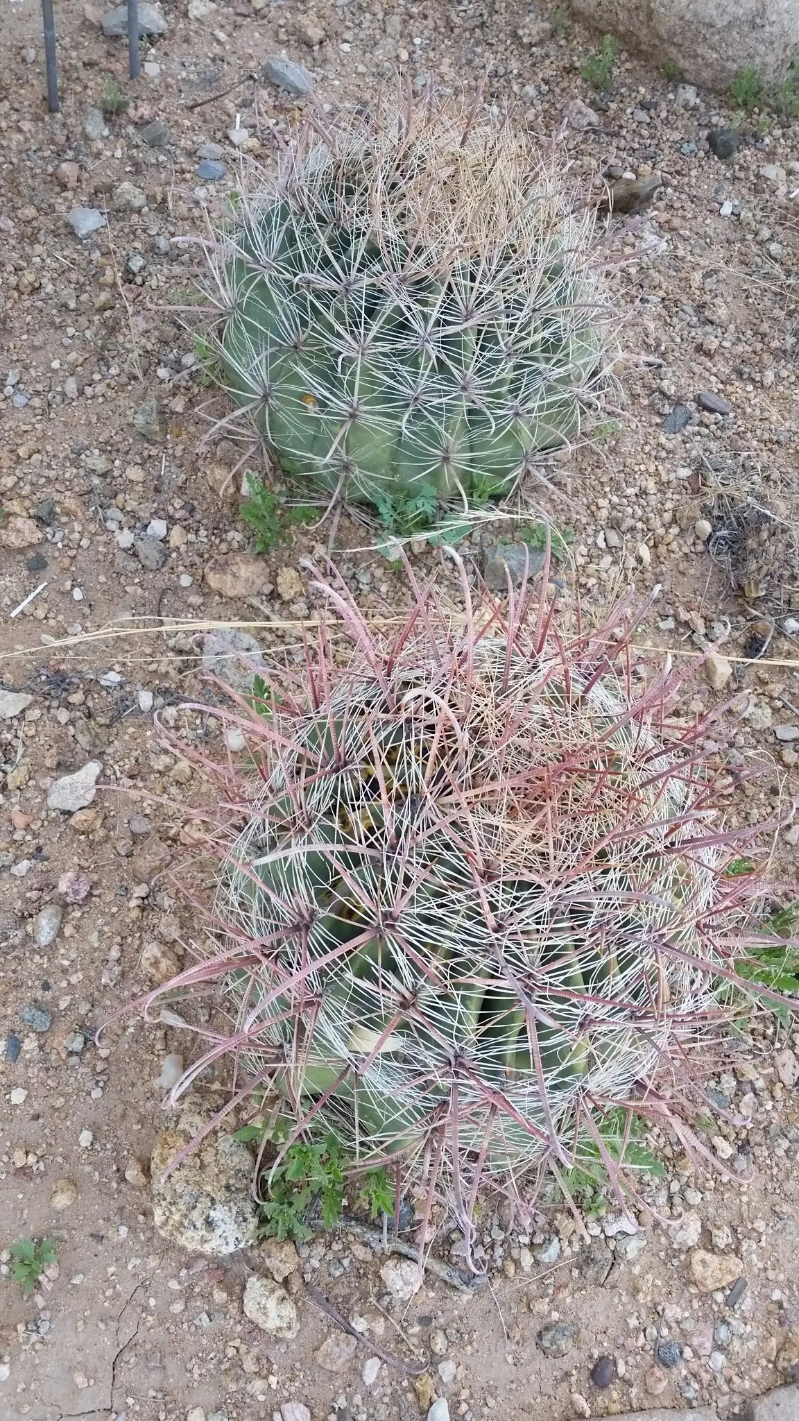 Compass Barrel Cactus (Ferocactus Cylindraceus) — vibrant yellow to red spines; cactus for deep shade or full, image 54