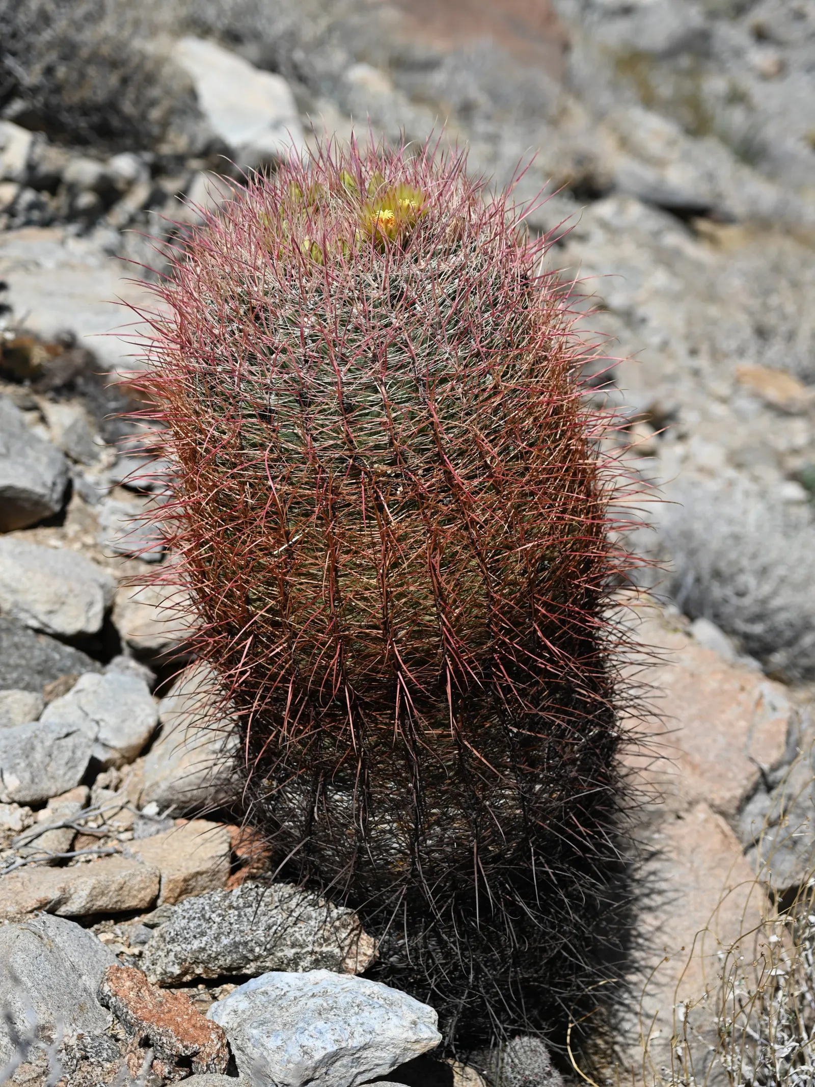Compass Barrel Cactus (Ferocactus Cylindraceus) — and showy yellow flowers emerging late spring to summer; minimal water needs once established, image 105