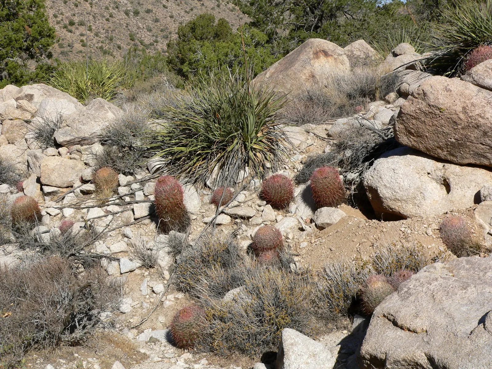 Compass Barrel Cactus (Ferocactus Cylindraceus) — orange and yellow flowers in the garden; adds vertical interest and dramatic texture to arid, image 123