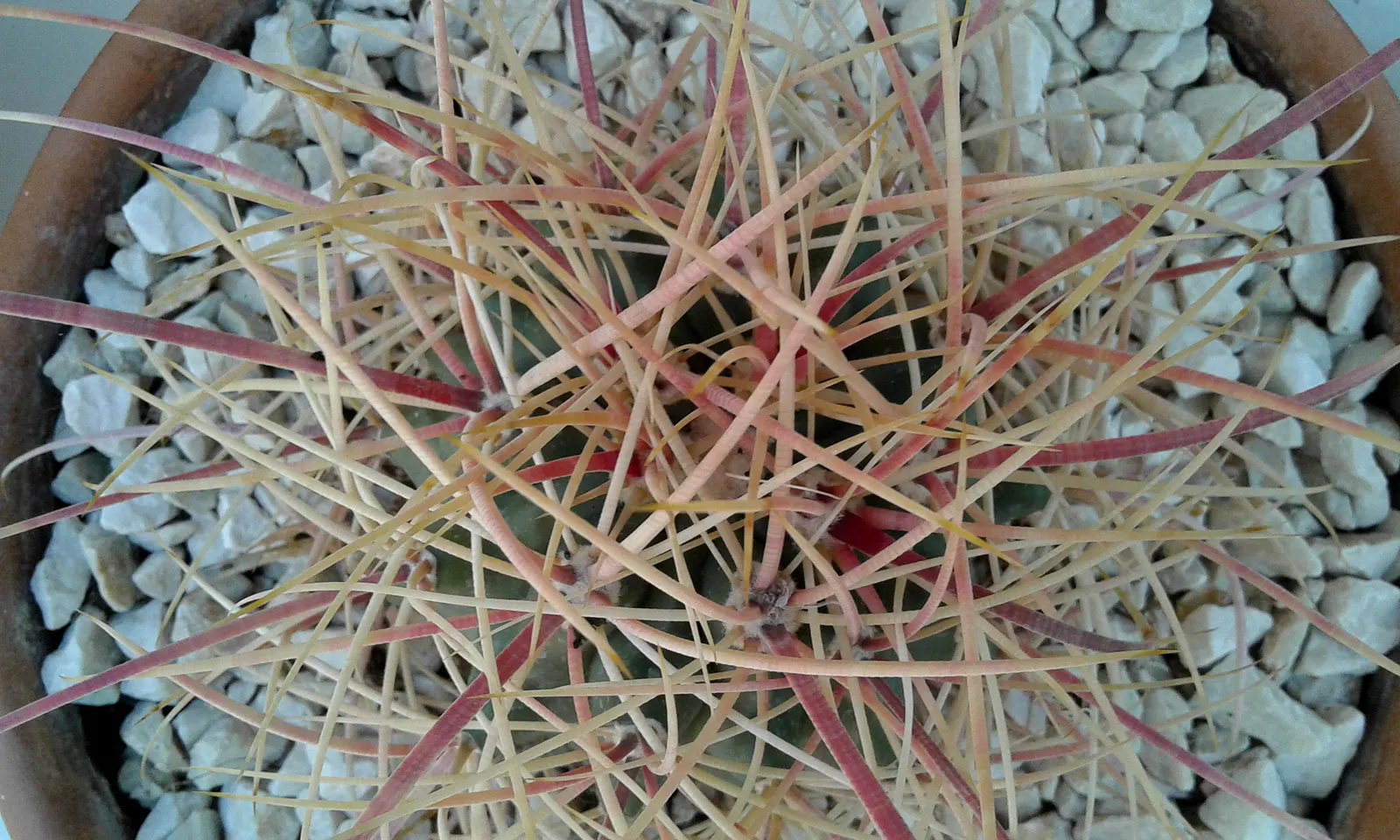 Compass Barrel Cactus (Ferocactus Cylindraceus) — vibrant yellow to red spines; cactus for deep shade or full, image 104