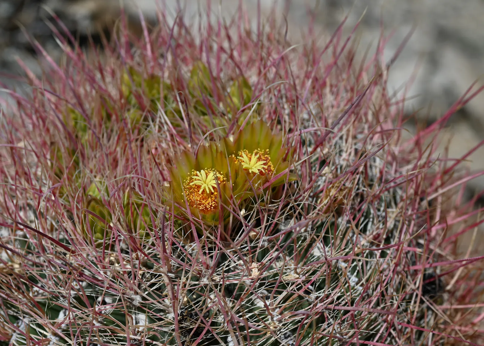 Compass Barrel Cactus (Ferocactus Cylindraceus) — The plant features 13 to 21 ribs adorned with heavy spines that can reach lengths of up to 4, image 115