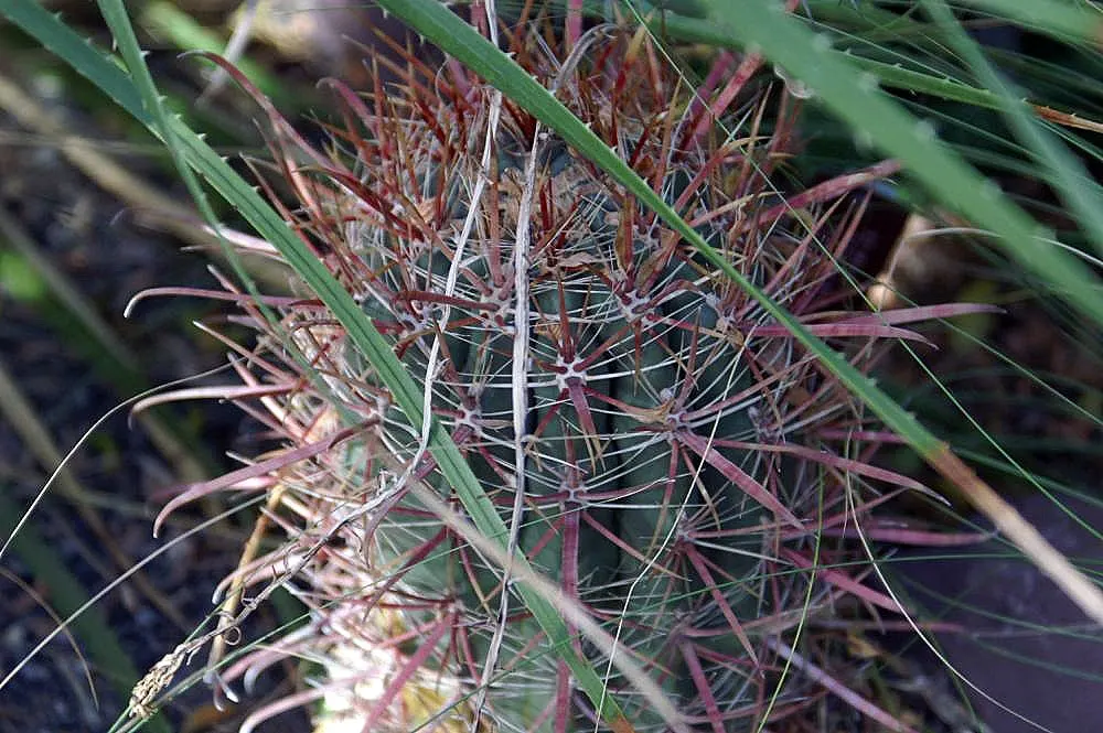 Compass Barrel Cactus (Ferocactus Cylindraceus) — The plant features 13 to 21 ribs adorned with heavy spines that can reach lengths of up to 4, image 65