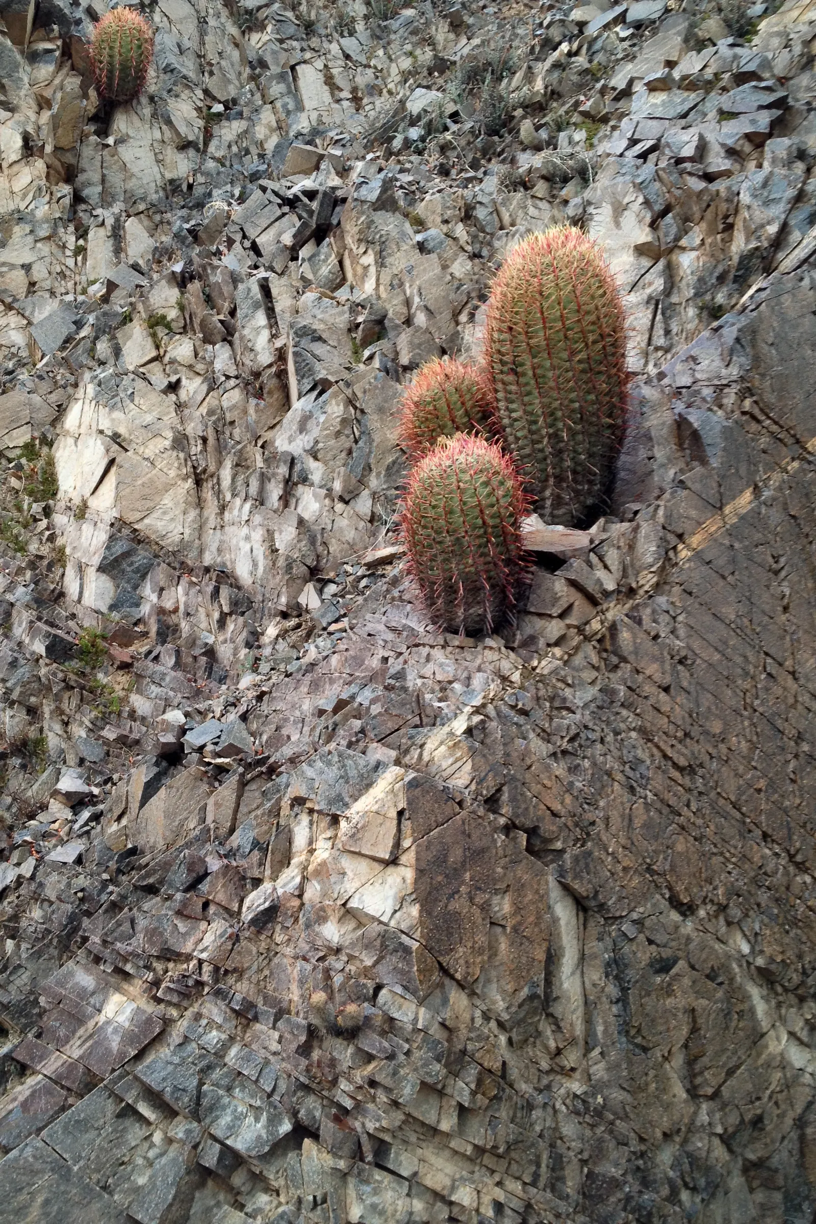 Compass Barrel Cactus (Ferocactus Cylindraceus) — with a diameter of 18 to 30 inches; requires full sun and well-draining soil, image 62