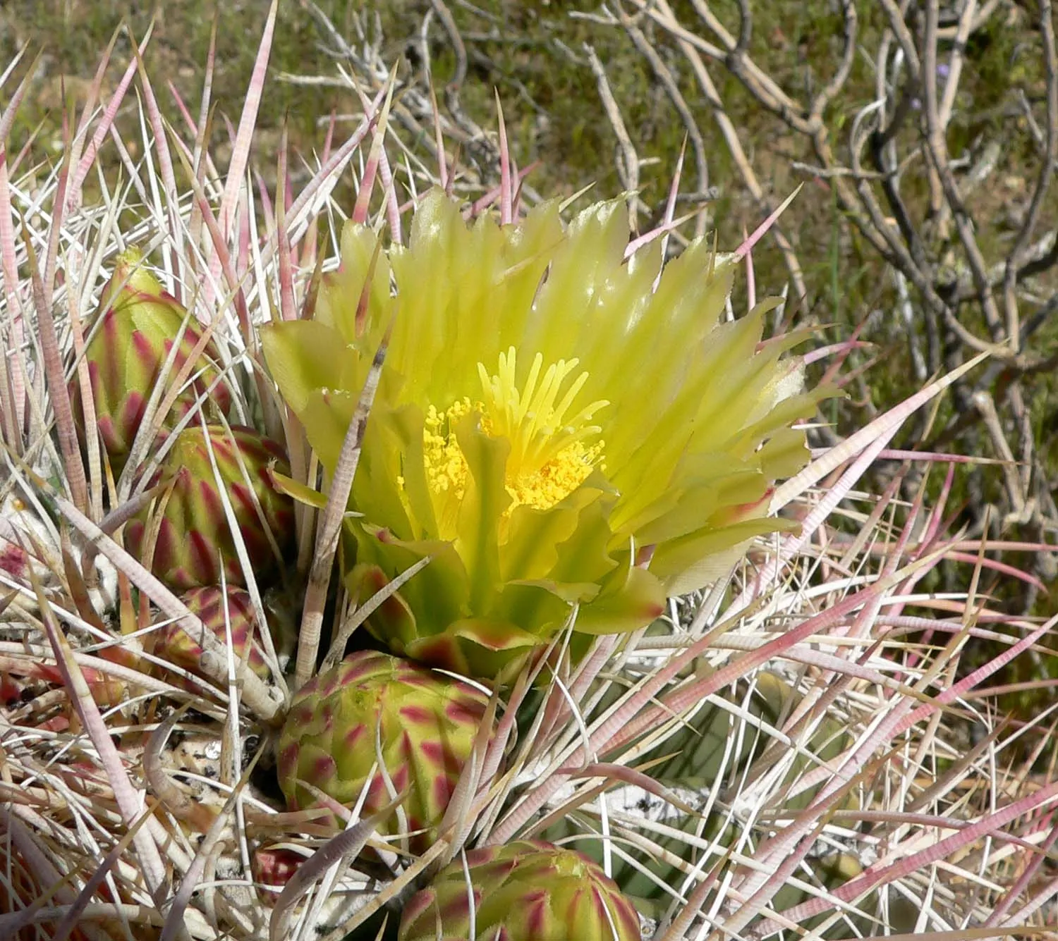 Compass Barrel Cactus (Ferocactus Cylindraceus) — with a diameter of 18 to 30 inches; requires full sun and well-draining soil, image 137