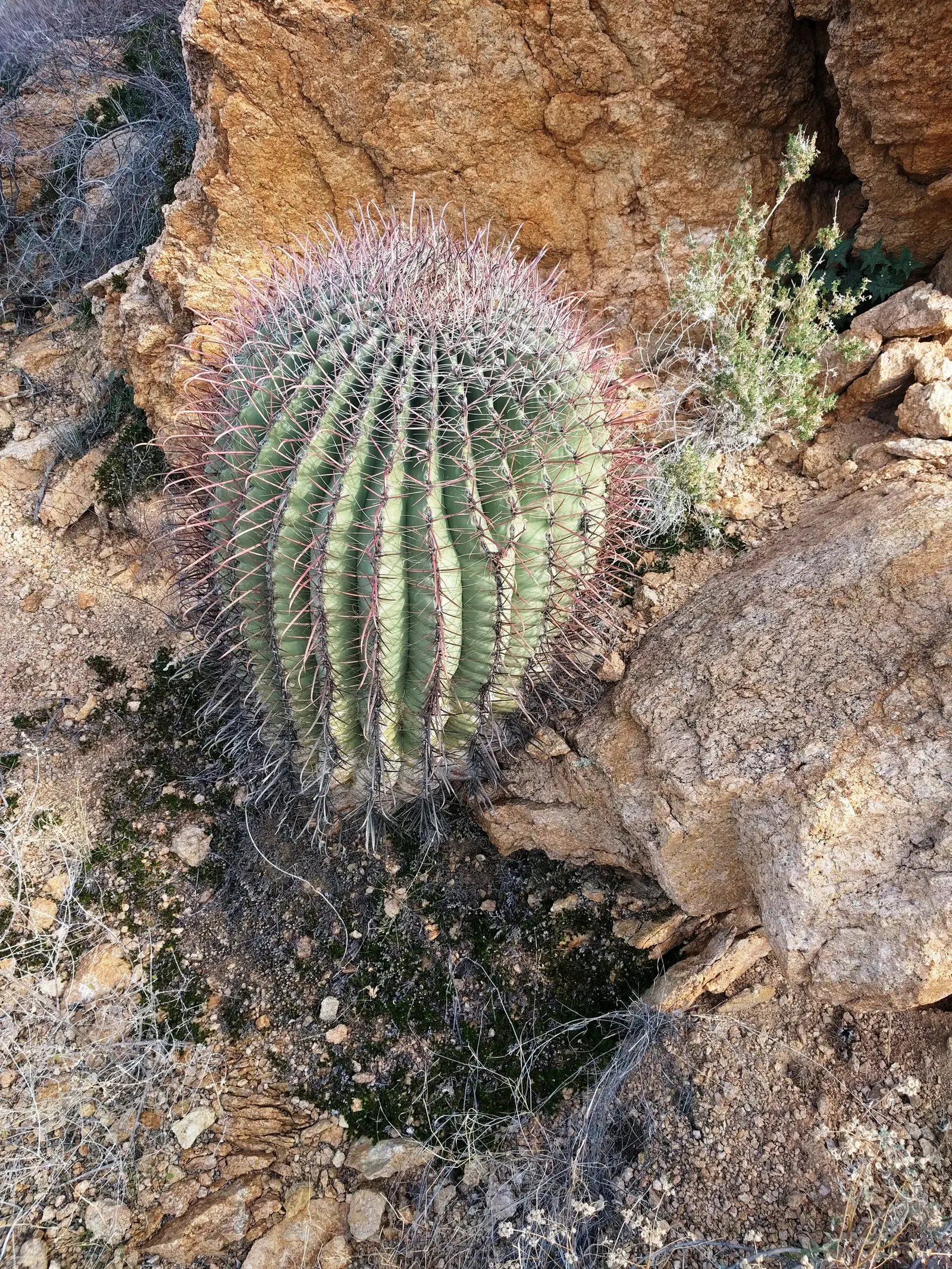 Compass Barrel Cactus (Ferocactus Cylindraceus) — with the cactus showcasing yellow to orange-red flowers near the crown; providing a dramatic, image 67