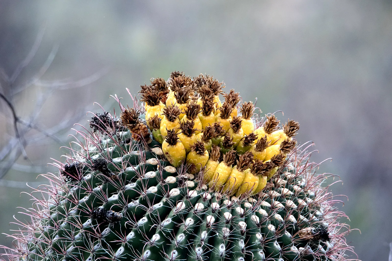 Compass Barrel Cactus (Ferocactus Cylindraceus) — the Compass Barrel Cactus is named for its tendency to lean southward in hotter climates, image 63