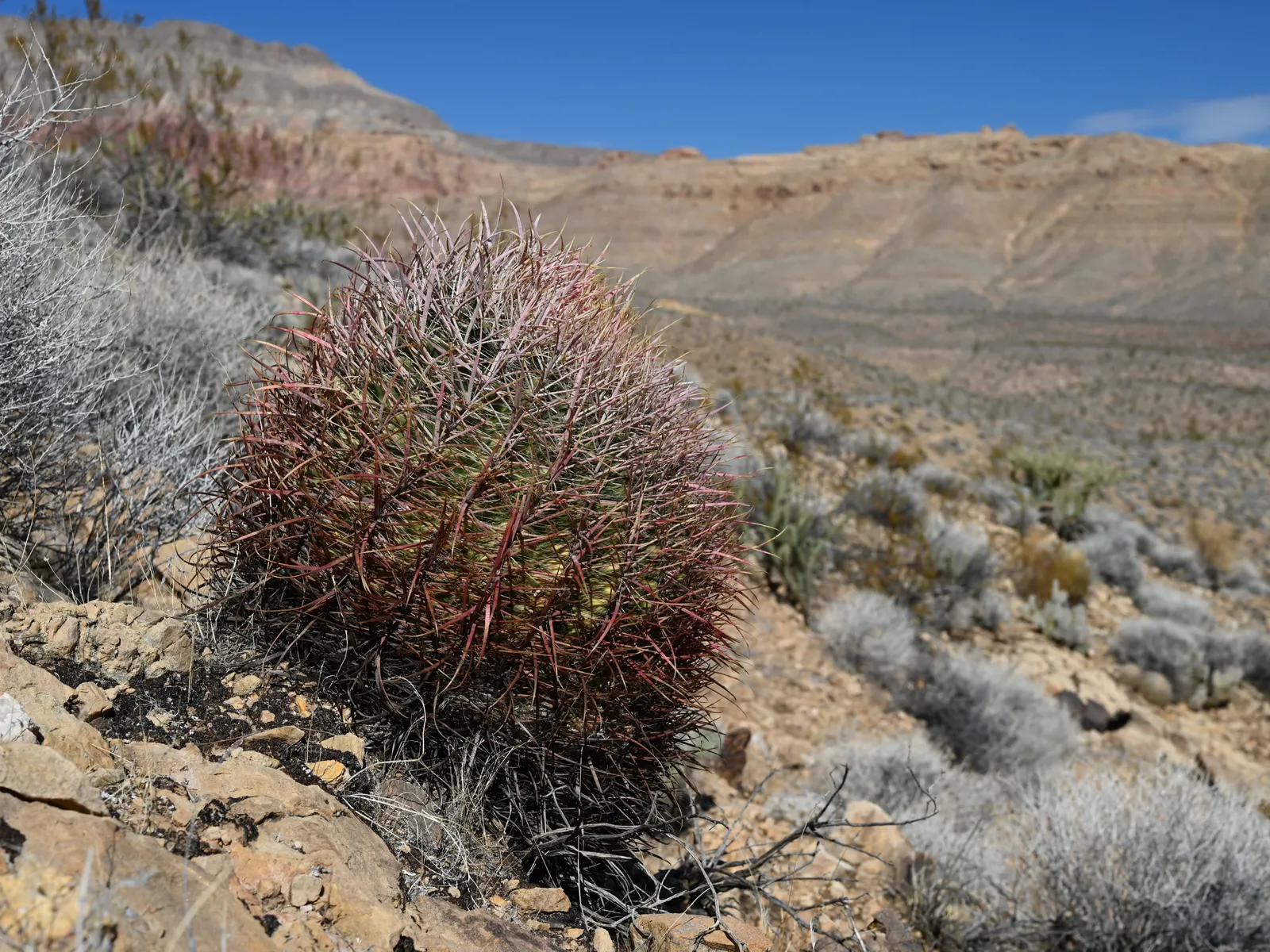 Compass Barrel Cactus (Ferocactus Cylindraceus) — is a striking and sculptural element suitable for xeriscaped and drought-tolerant landscapes, image 110