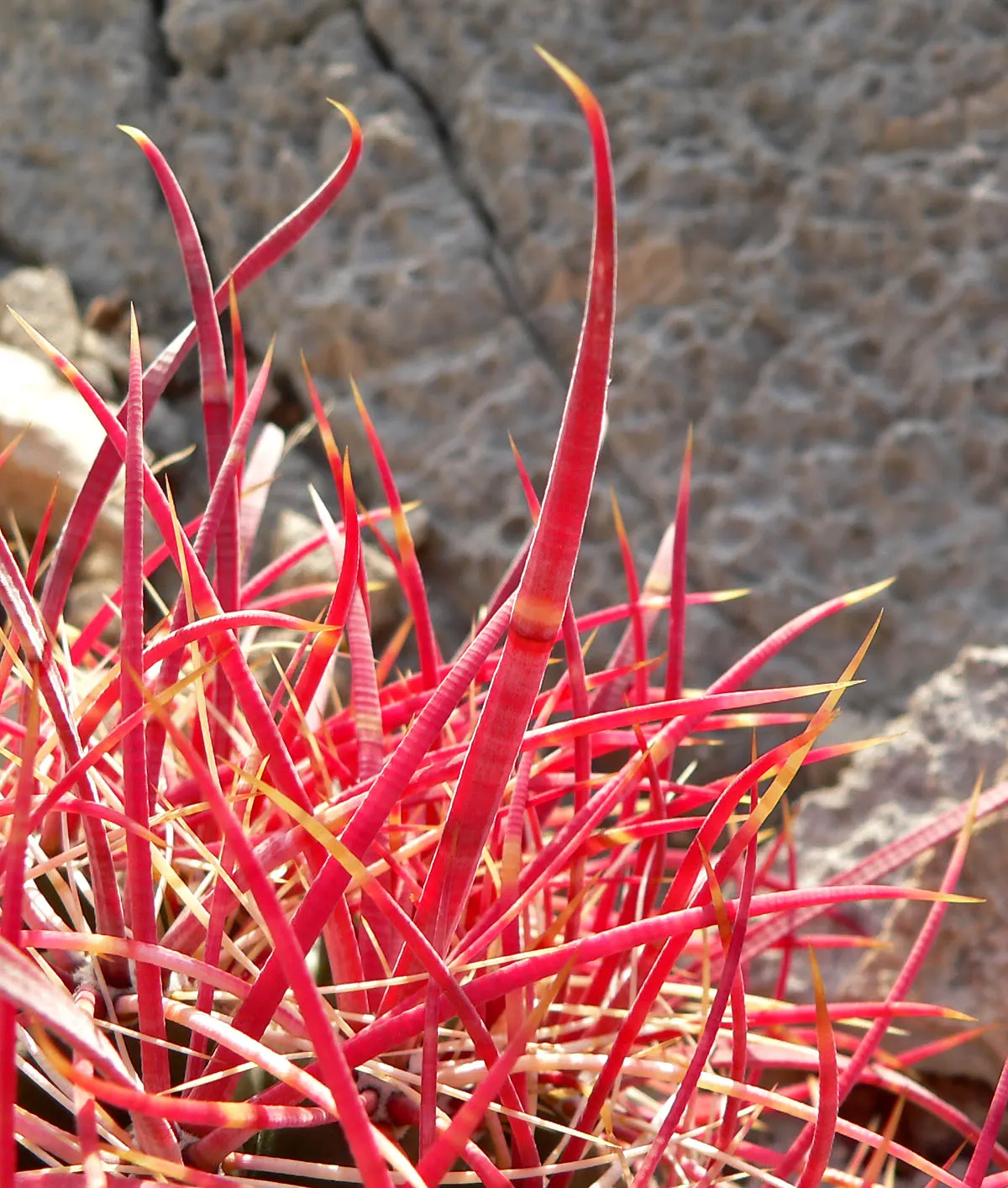 Compass Barrel Cactus (Ferocactus Cylindraceus) — and showy yellow flowers emerging late spring to summer; minimal water needs once established, image 130