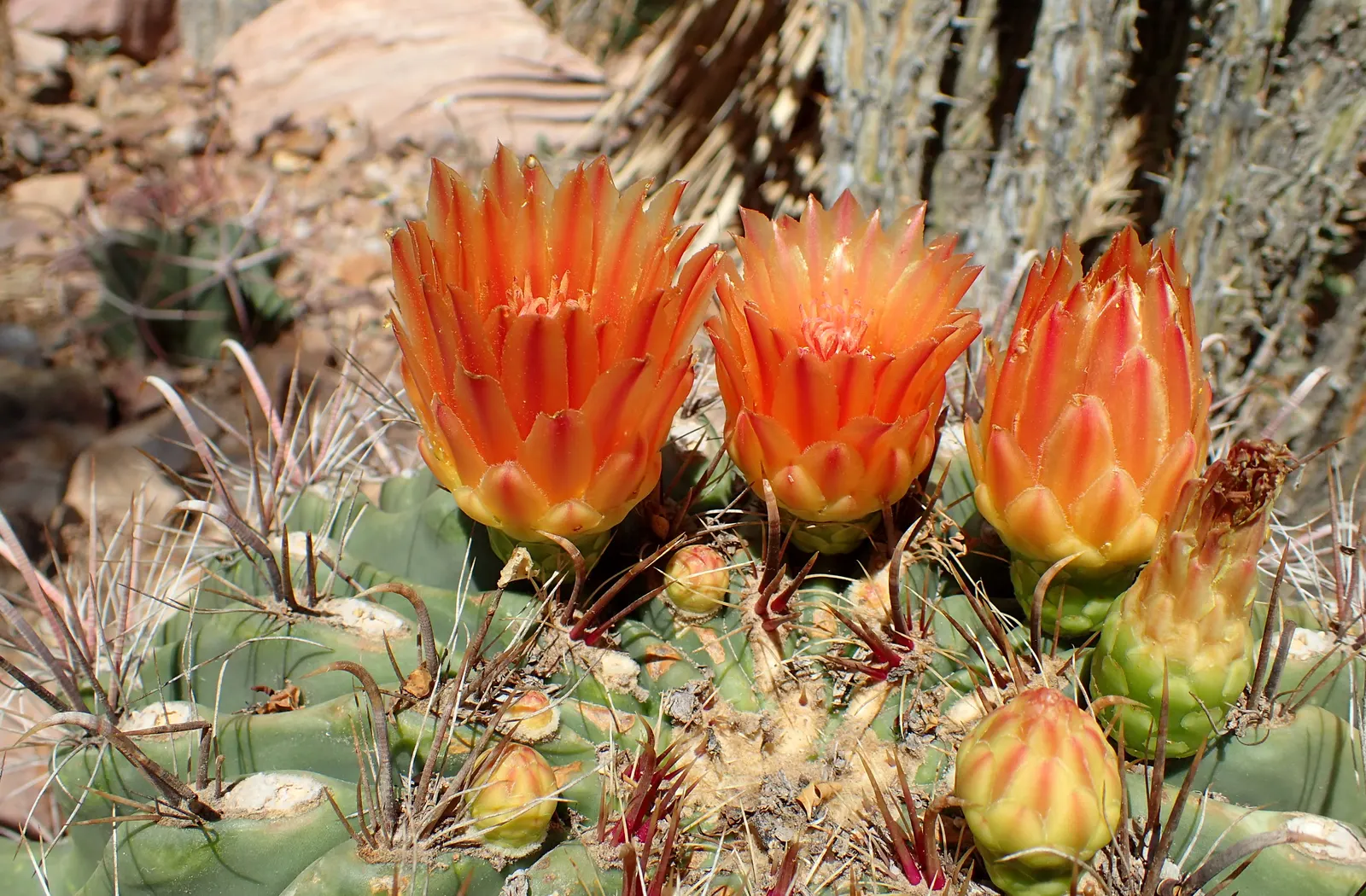 Compass Barrel Cactus (Ferocactus Cylindraceus) — The Compass Barrel Cactus (Ferocactus cylindraceus) is a striking desert native; vibrant yellow, image 51