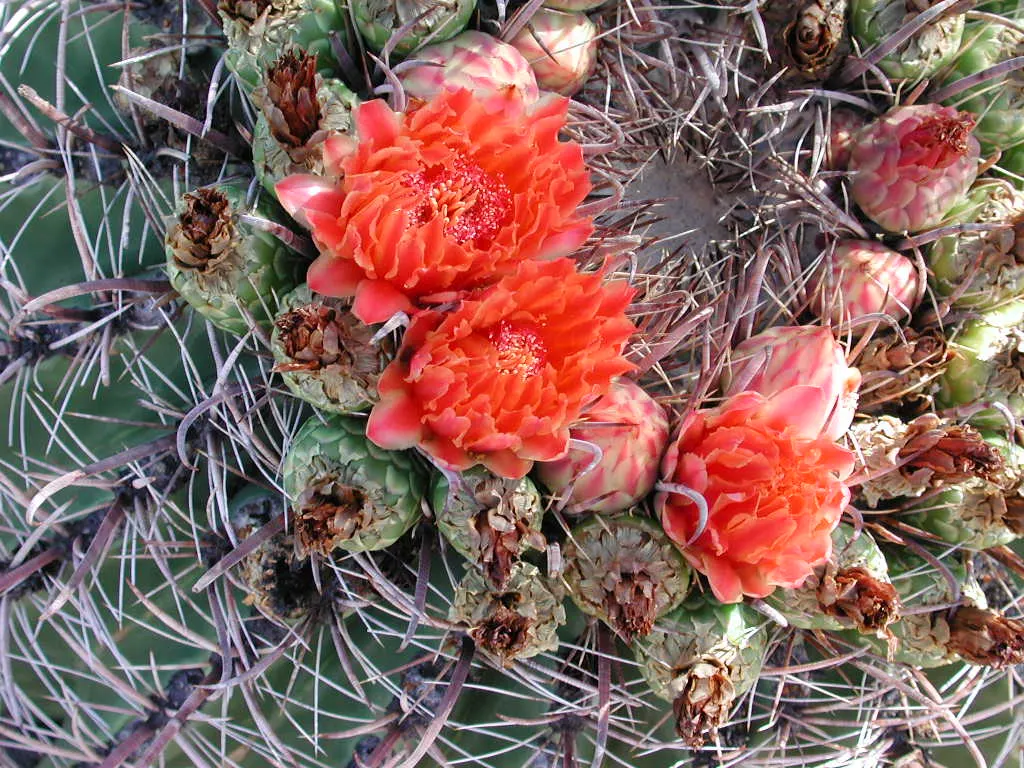 Compass Barrel Cactus (Ferocactus Cylindraceus) — Requires full sun and well-draining soil; a unique characteristic that aids in sun exposure and, image 56