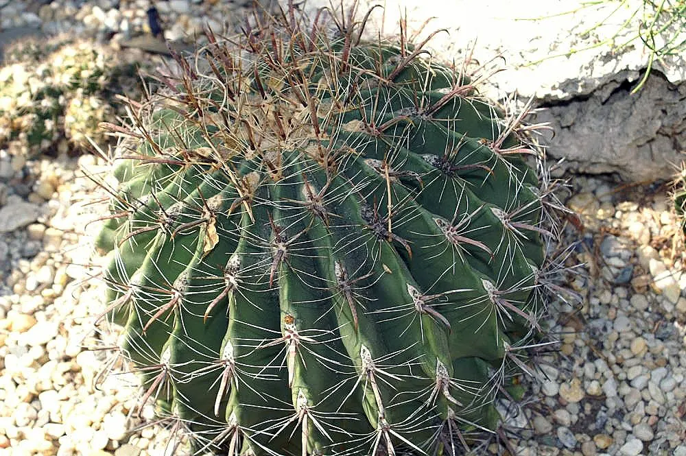 Compass Barrel Cactus (Ferocactus Cylindraceus) — Its commanding presence and hardy nature call for minimal intervention; these blossoms potentially give way