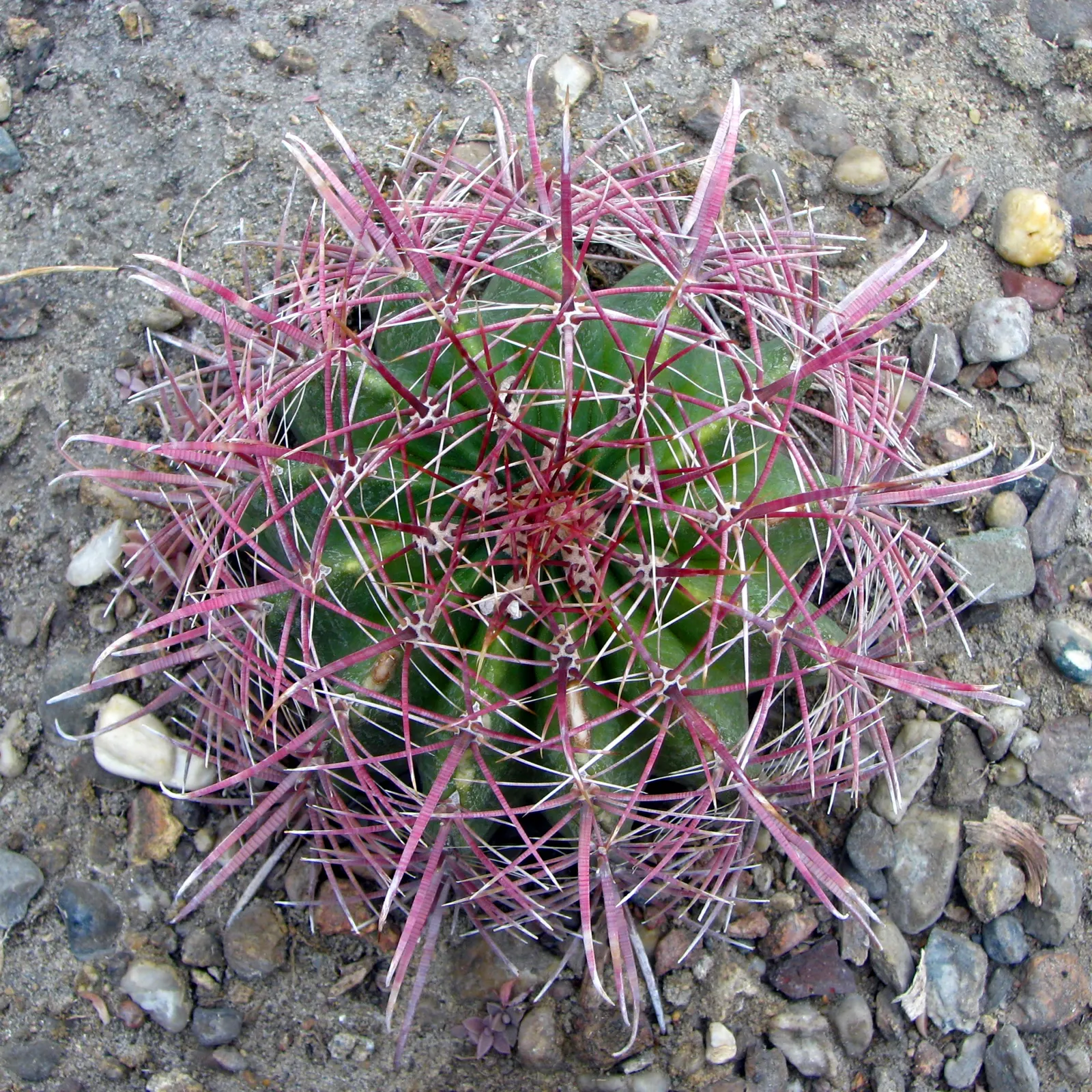 Compass Barrel Cactus (Ferocactus Cylindraceus) — The plant features 13 to 21 ribs adorned with heavy spines that can reach lengths of up to 4 inches; growing