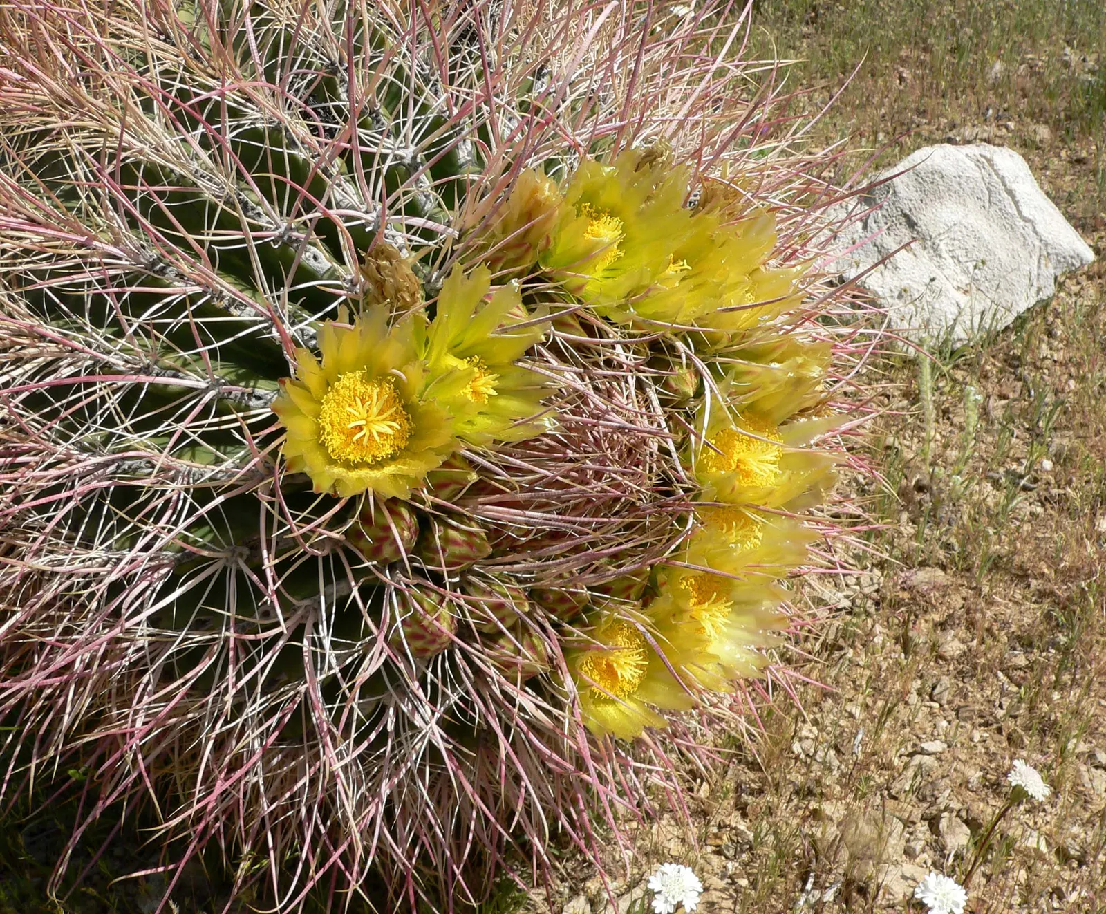 Compass Barrel Cactus (Ferocactus Cylindraceus) — growing up to 10 feet tall and 2 feet in diameter; spiny surface.<br><br>Growing at a moderate, image 127